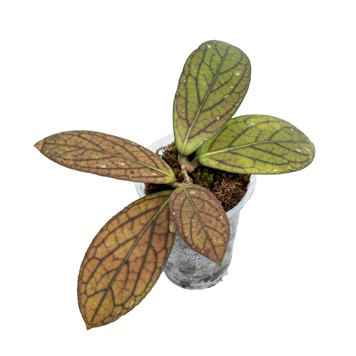 Hoya Sp Tanggamus