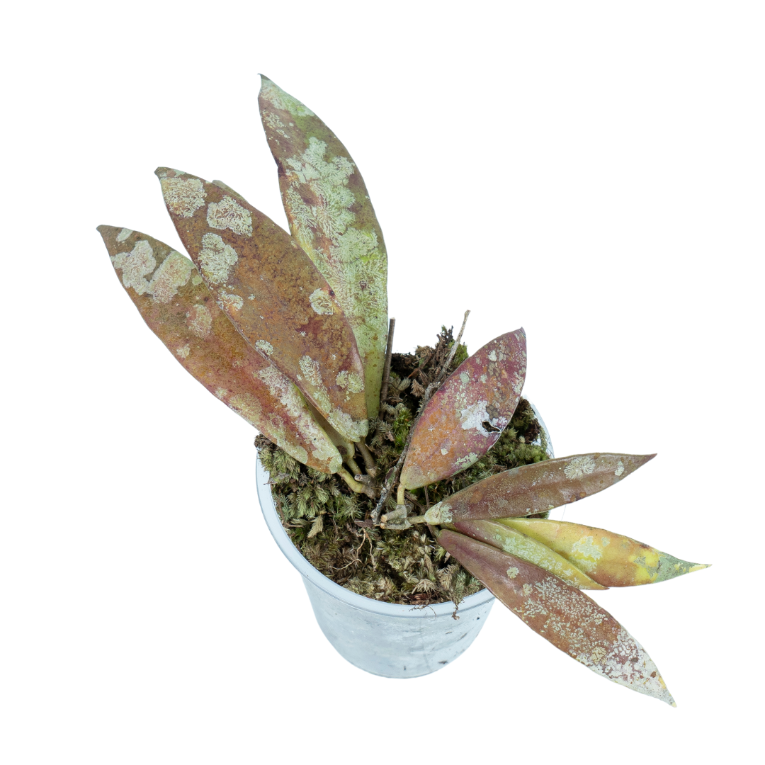 Hoya Sp borneo 01