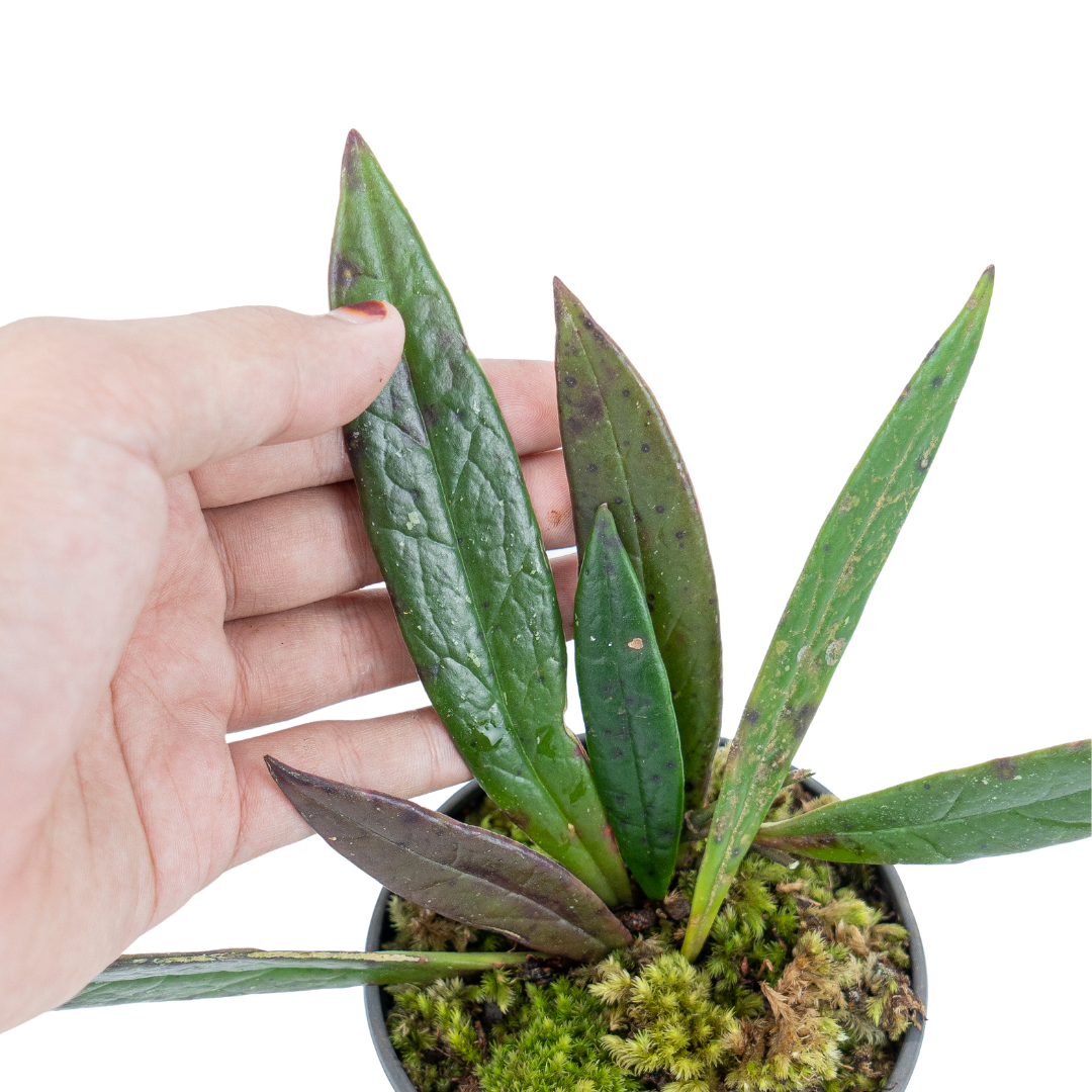 Hoya Sulawesiana