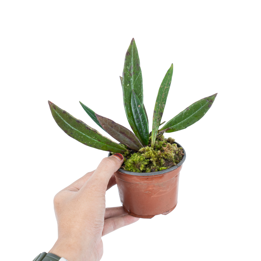 Hoya Sulawesiana