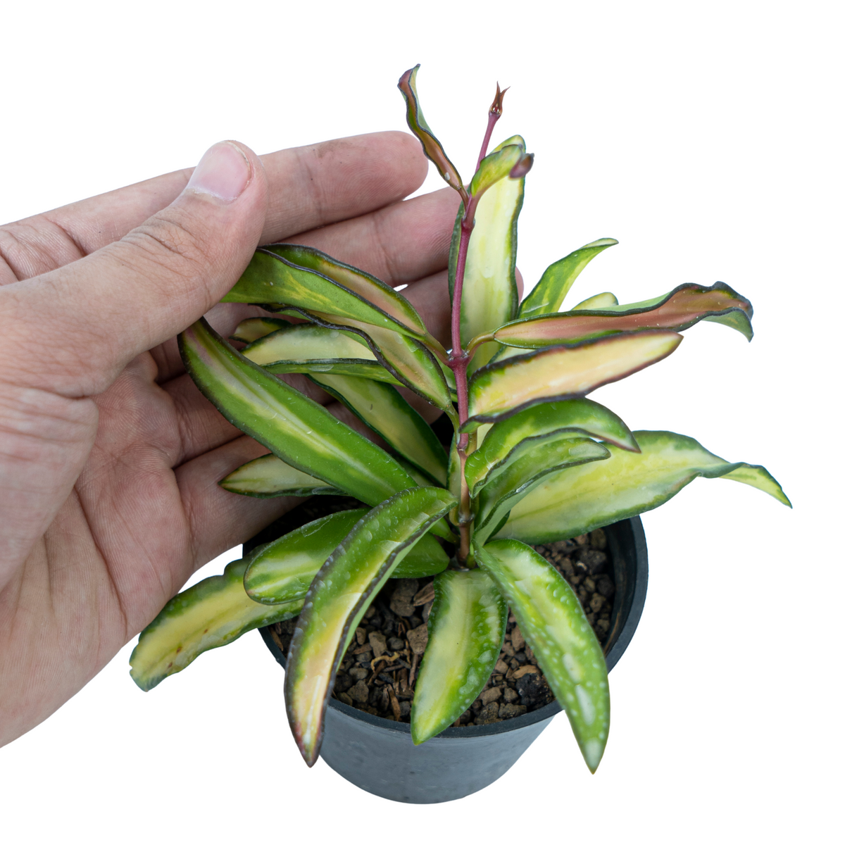 Hoya Kentiana Variegated