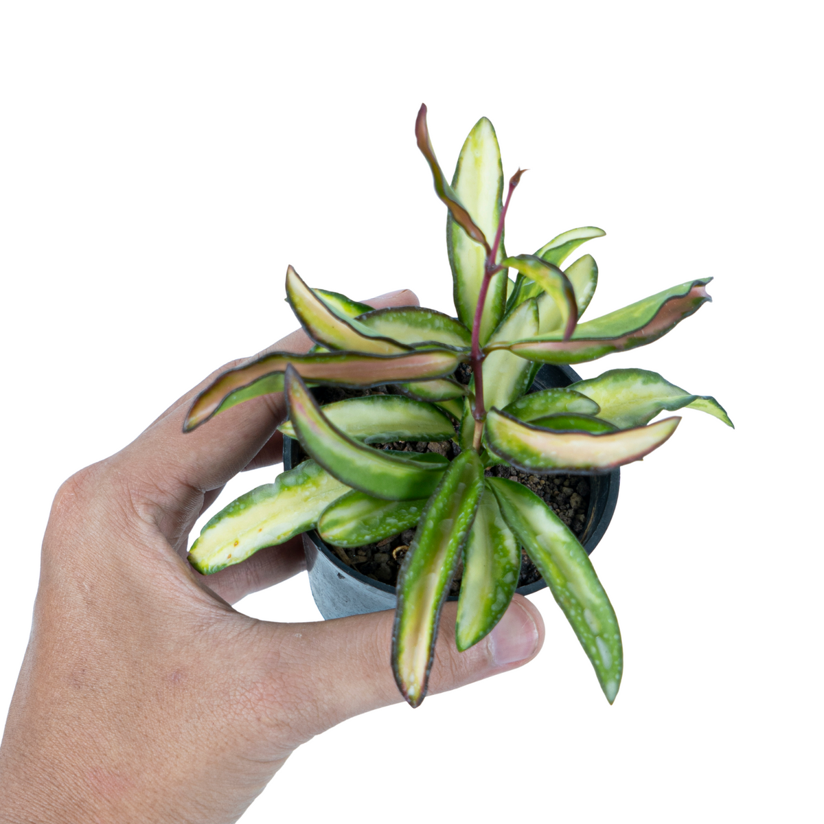 Hoya Kentiana Variegated