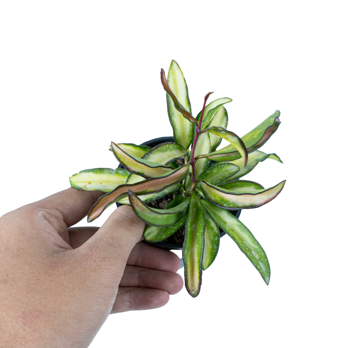 Hoya Kentiana Variegated