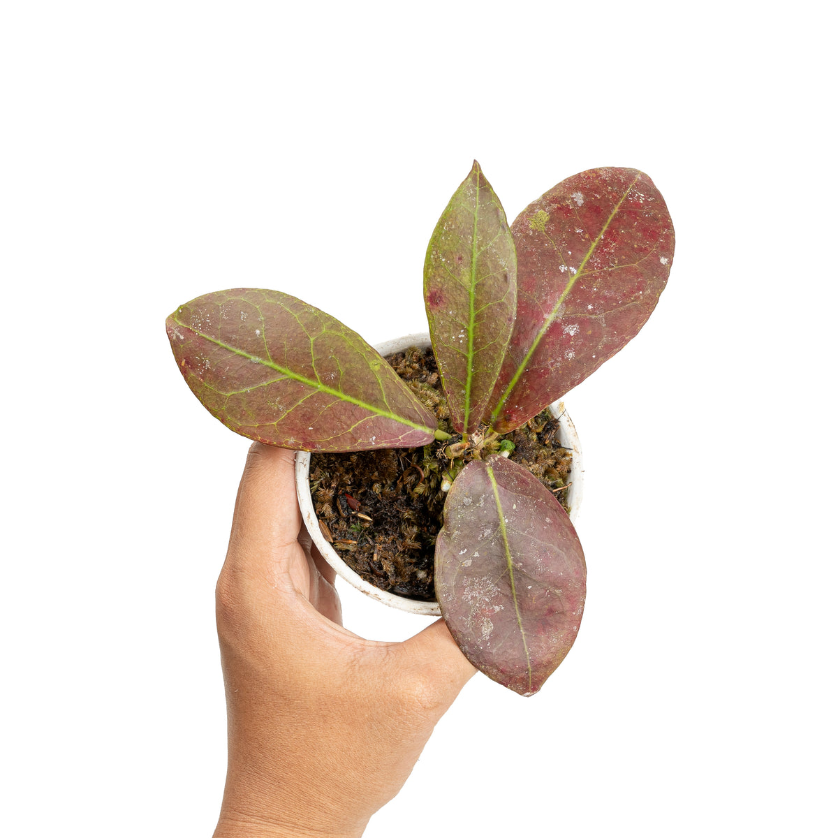 Hoya buntok red