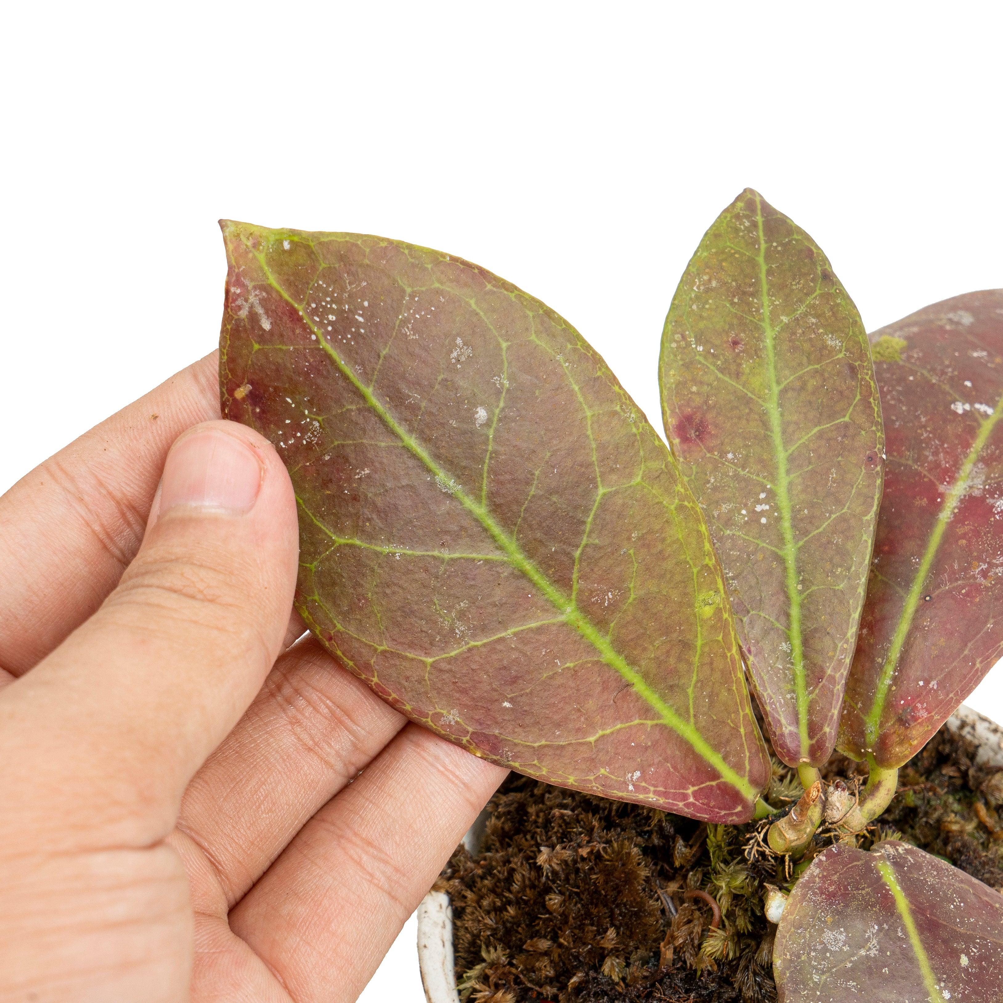 Hoya buntok red