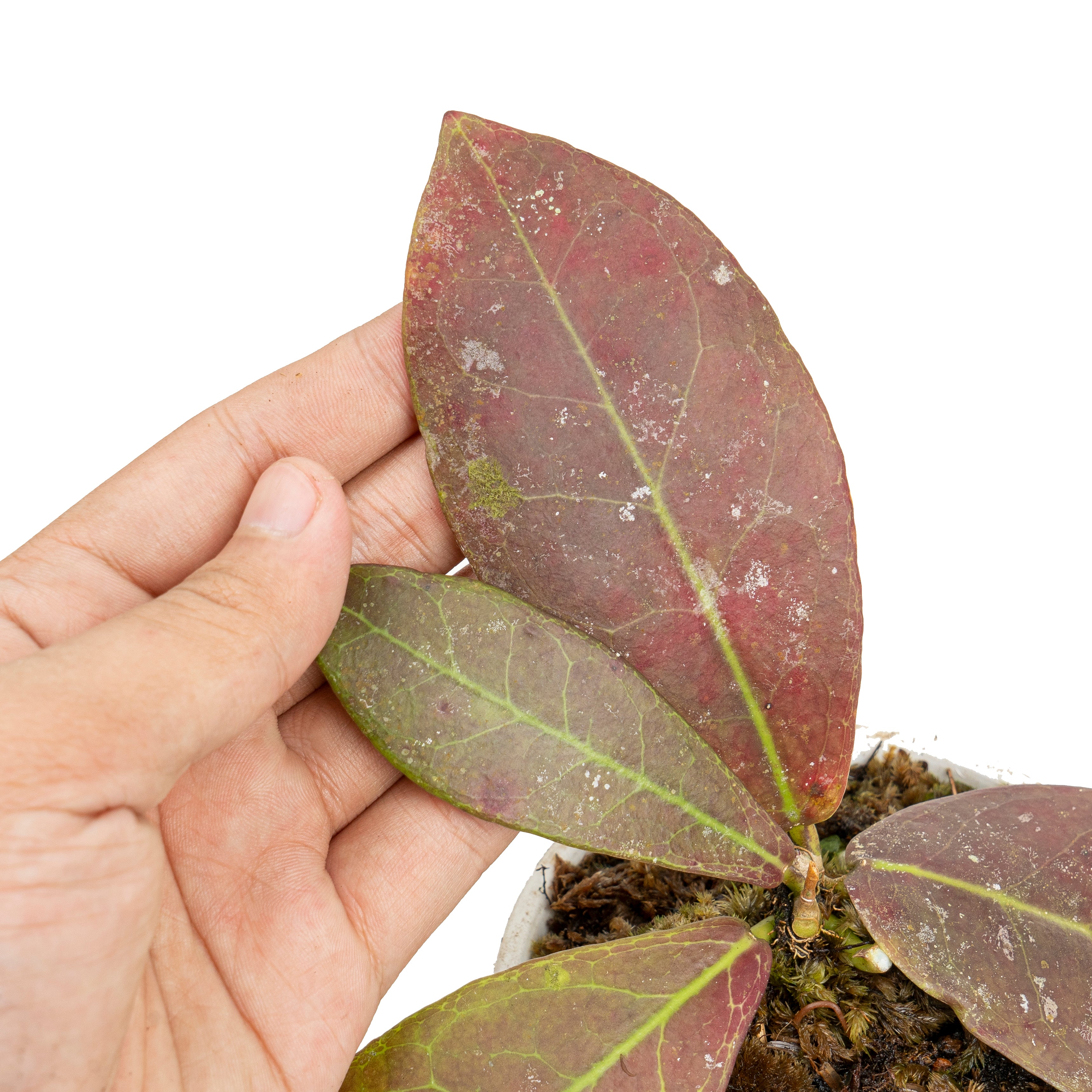 Hoya buntok red