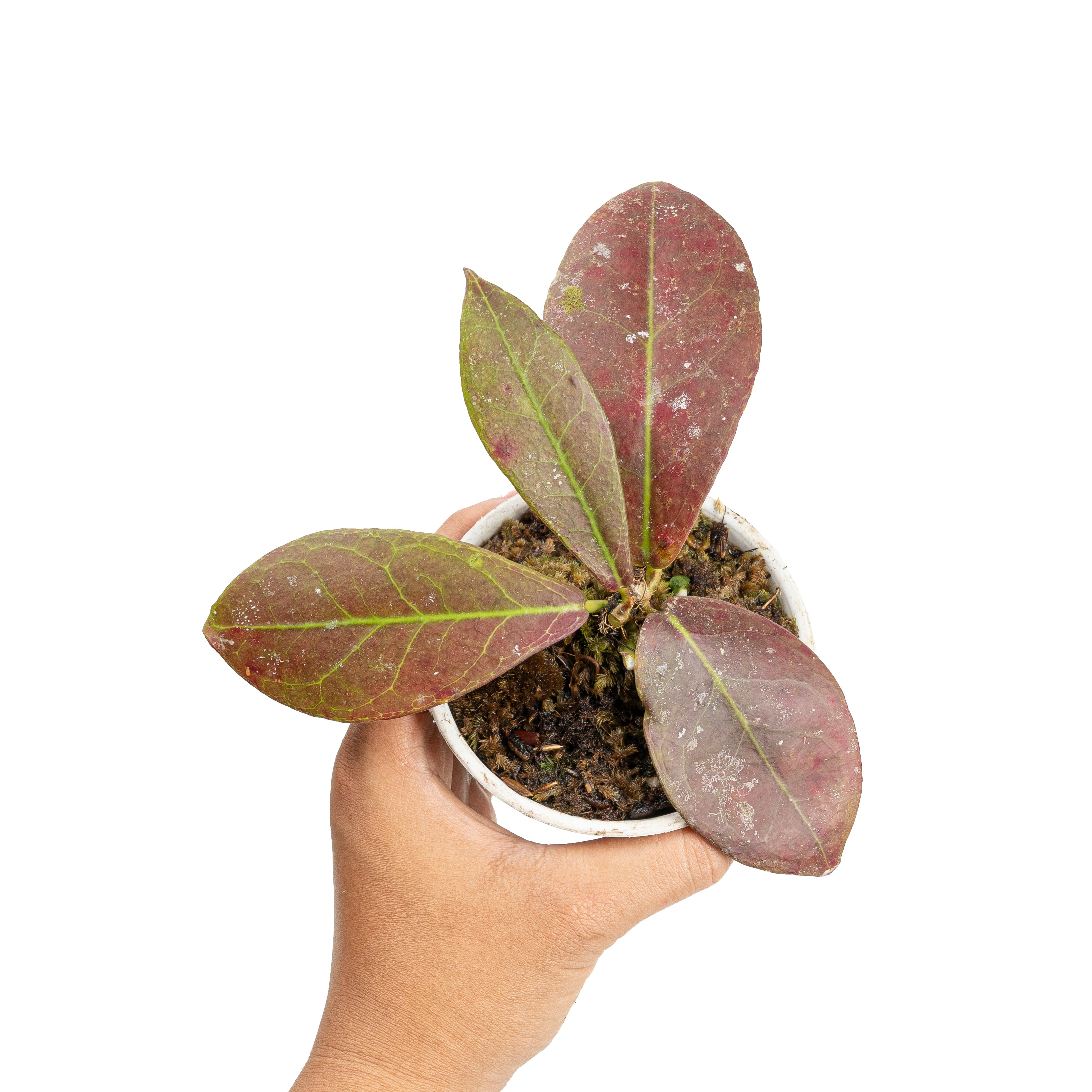 Hoya buntok red