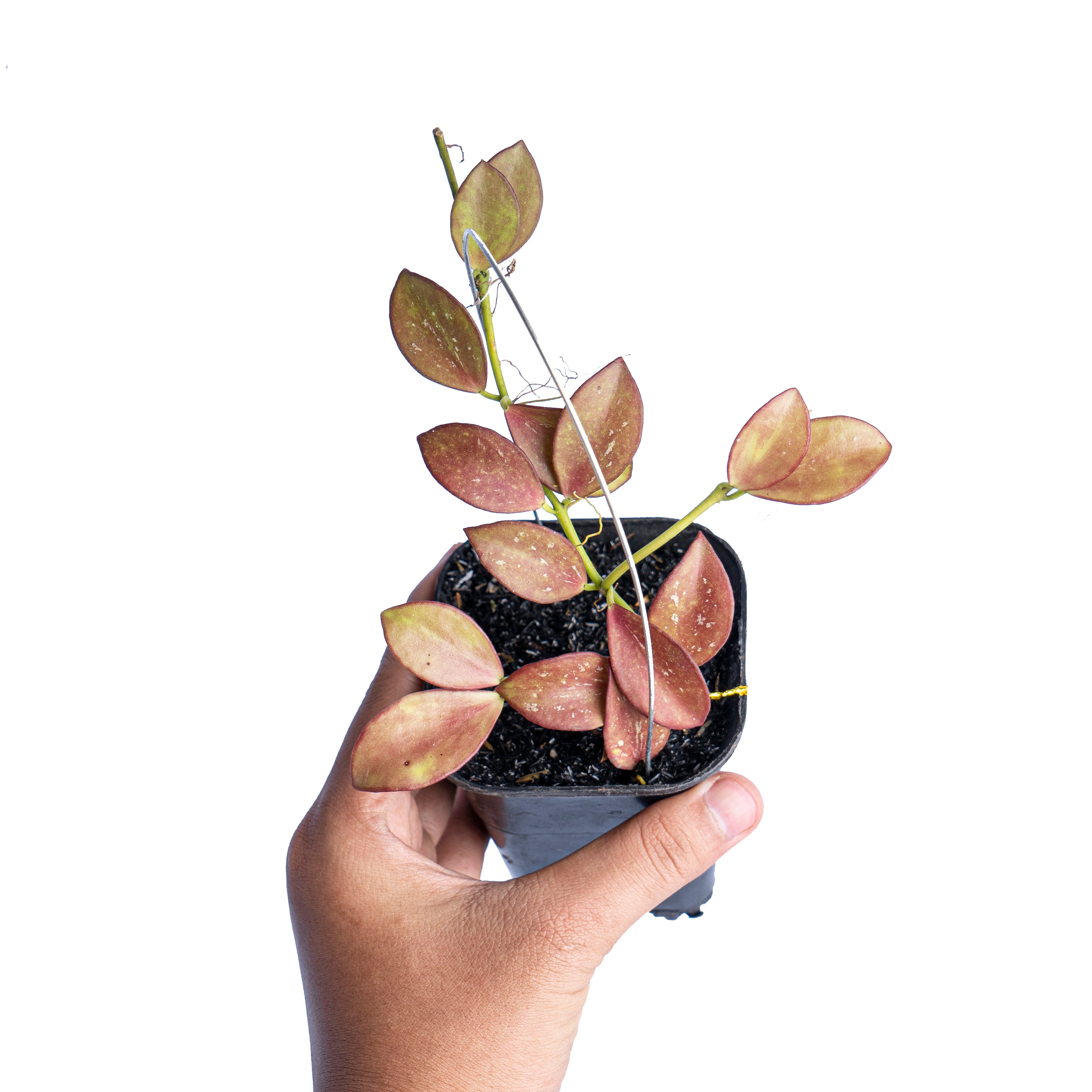 Hoya colina red