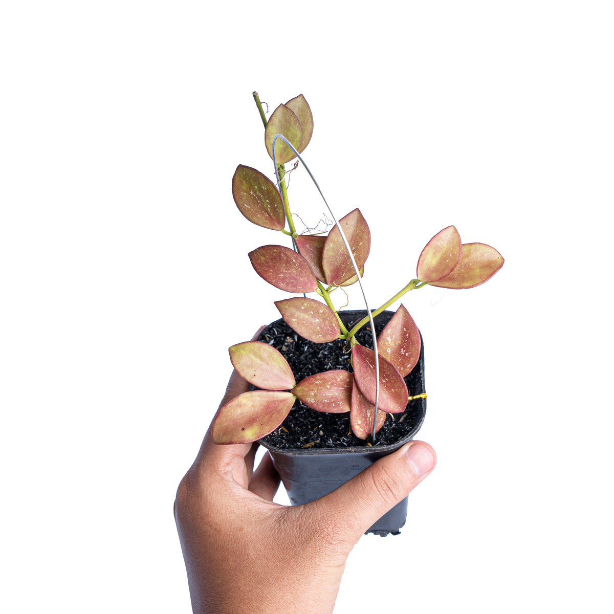 Hoya colina red