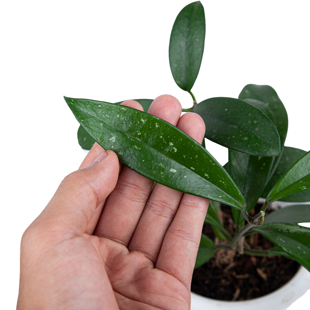 Hoya pubicalyx