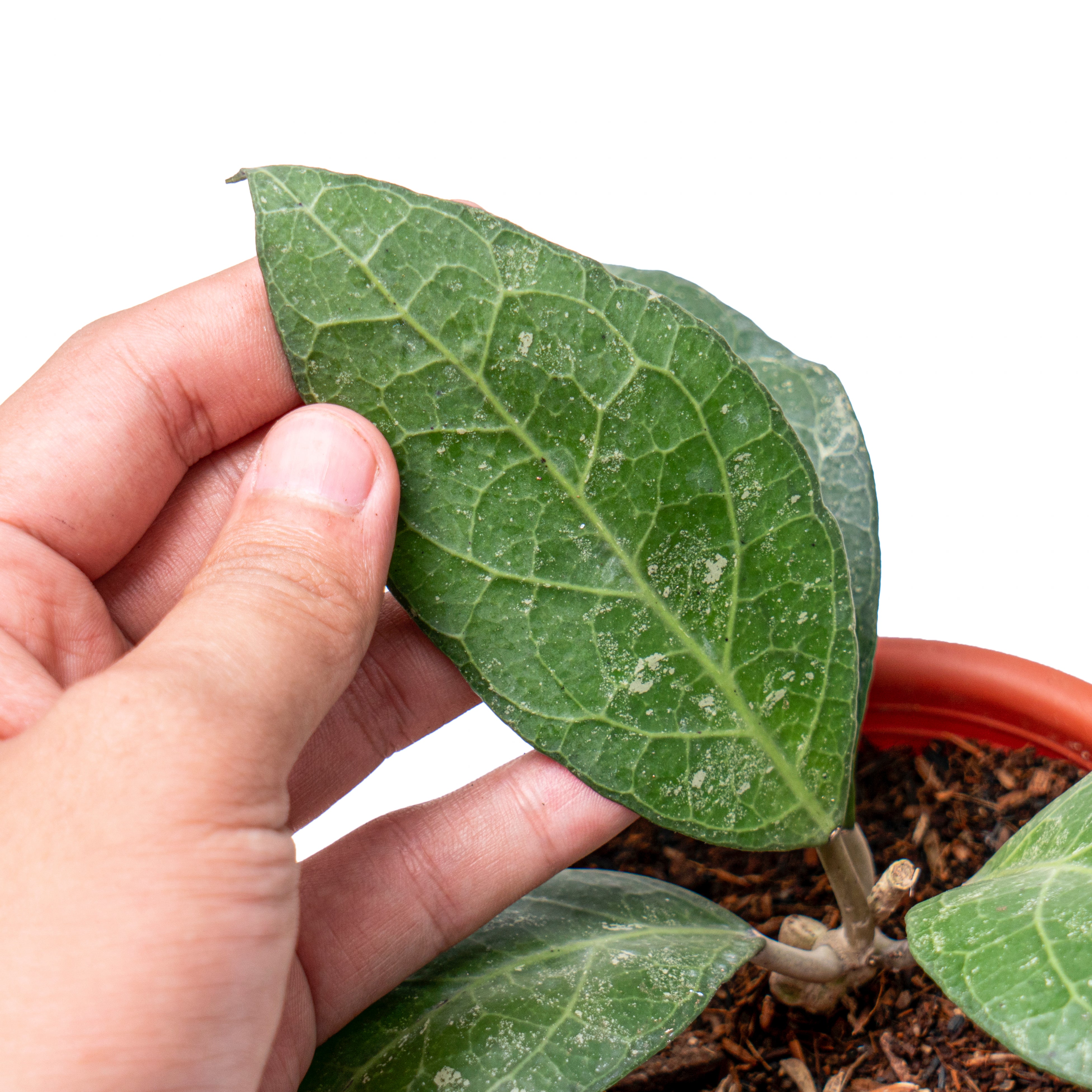 Hoya verticillata Sp. bogor