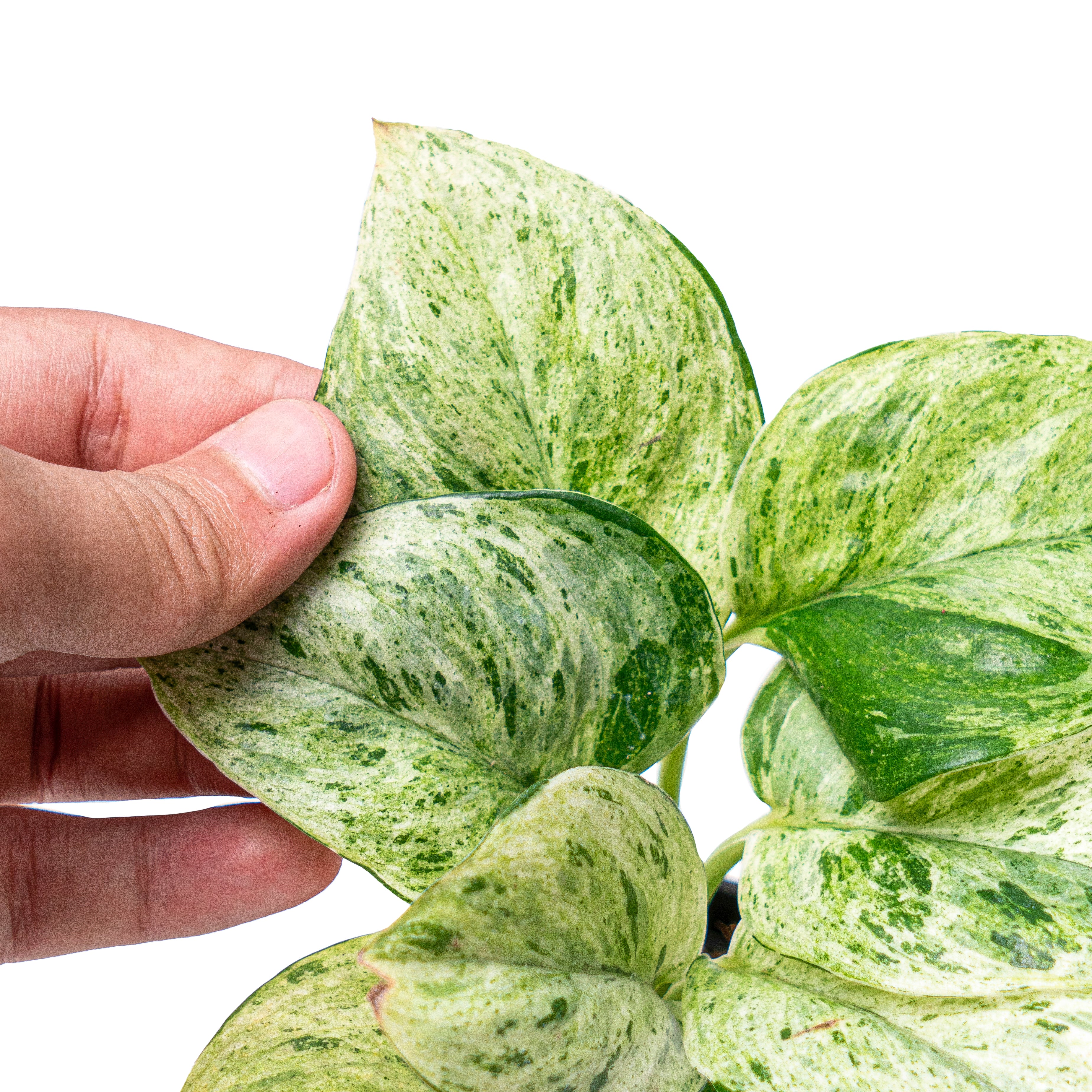 Scindapsus treubii moonlight marble variegated