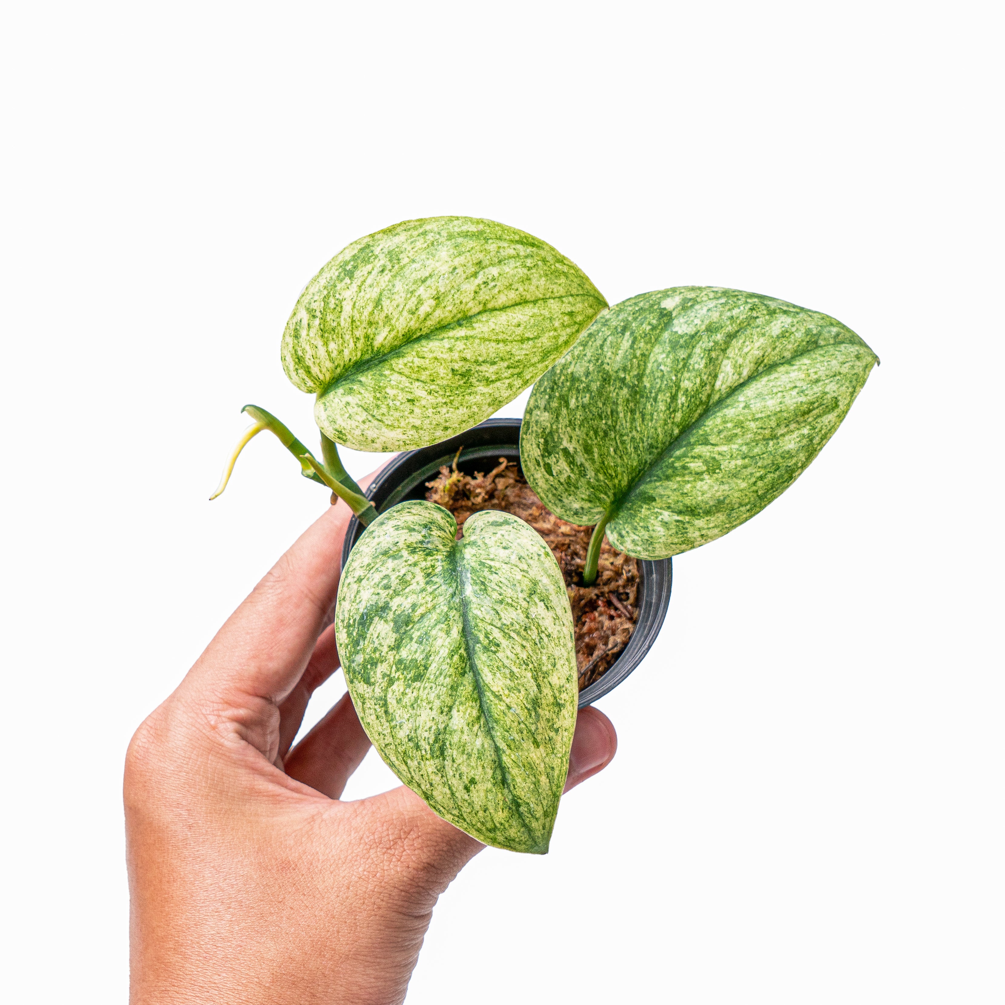 Scindapsus exotica variegated