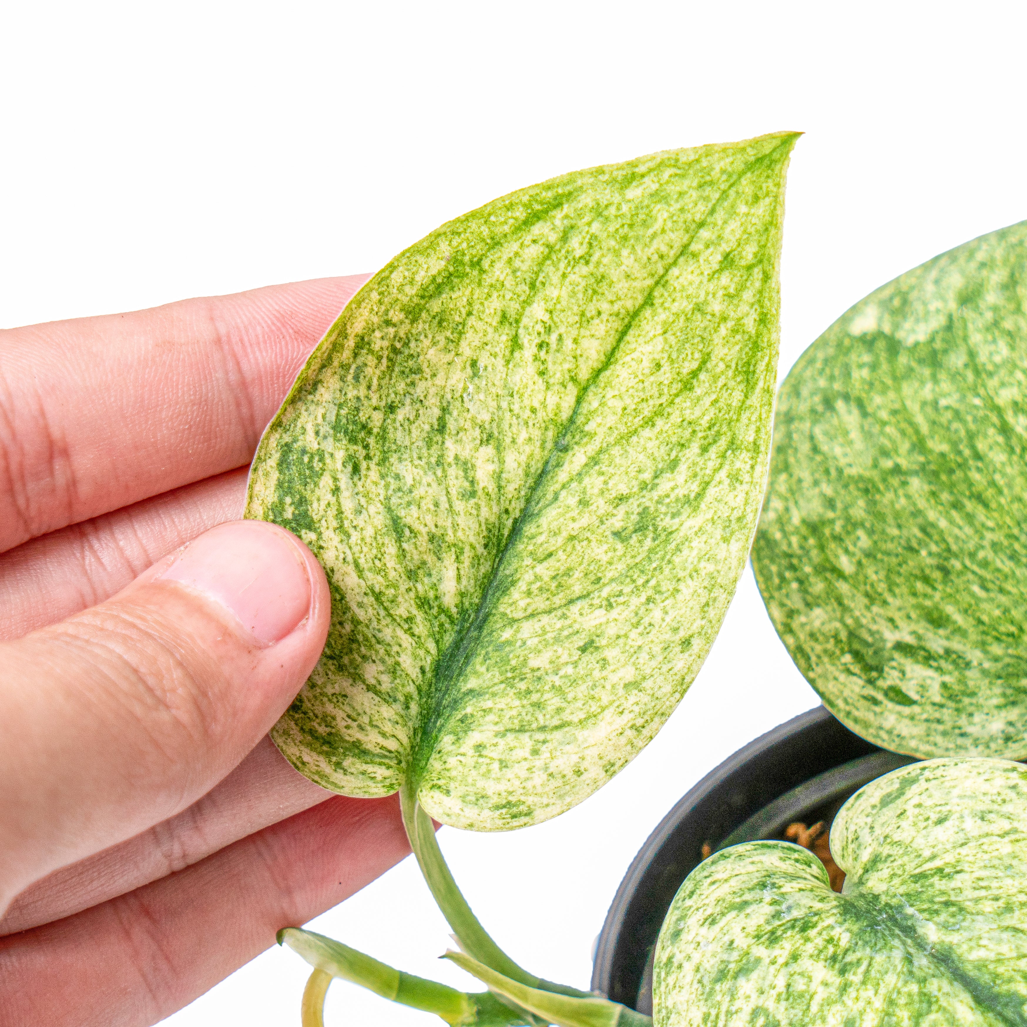 Scindapsus exotica variegated