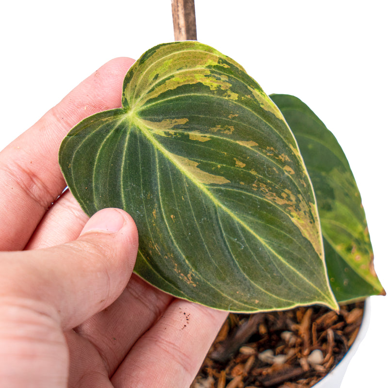 Philodendron melanochrysum variegated