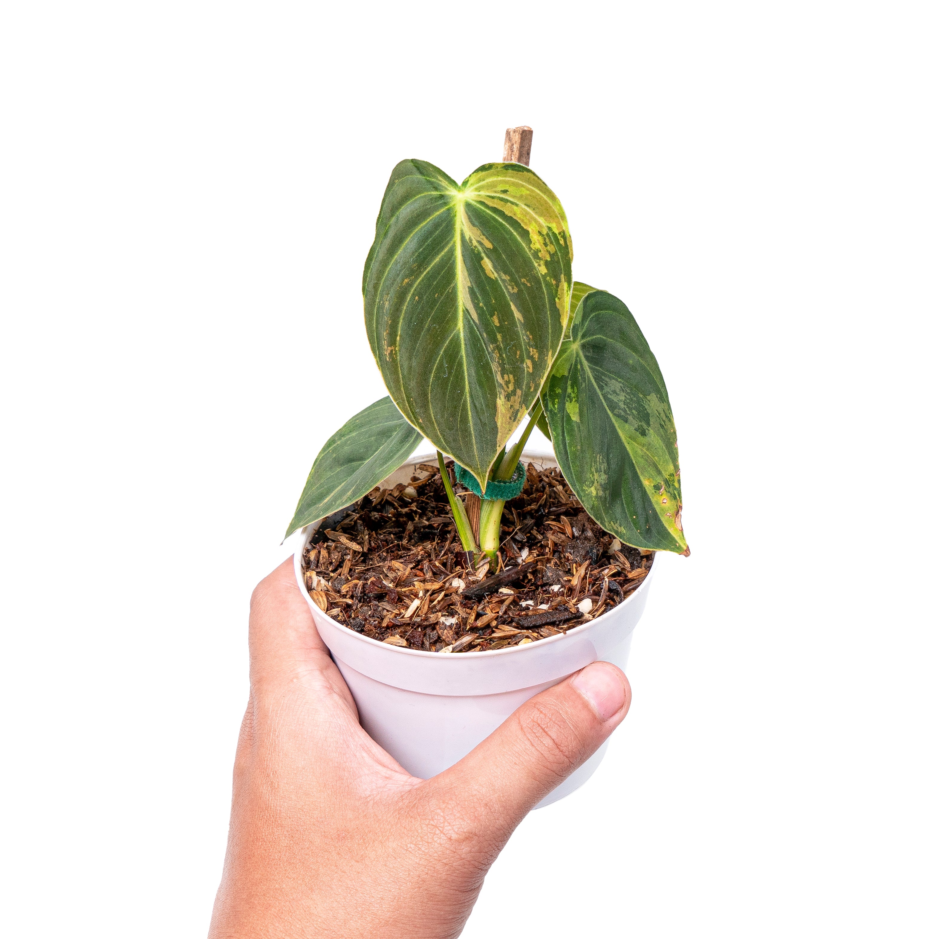 Philodendron melanochrysum variegated