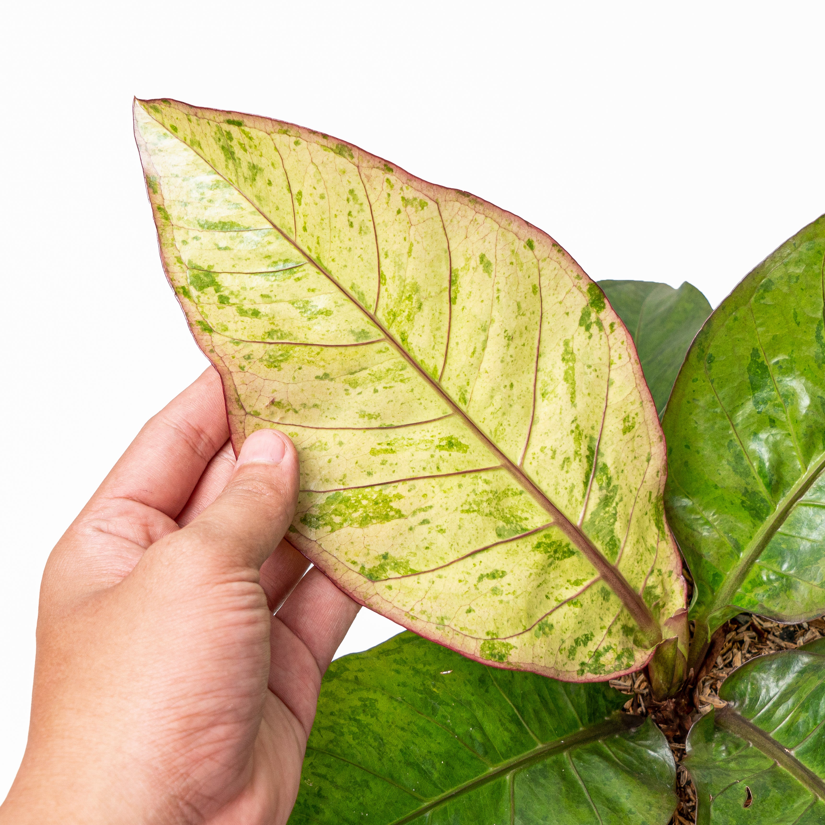 Anthurium hookeri variegated