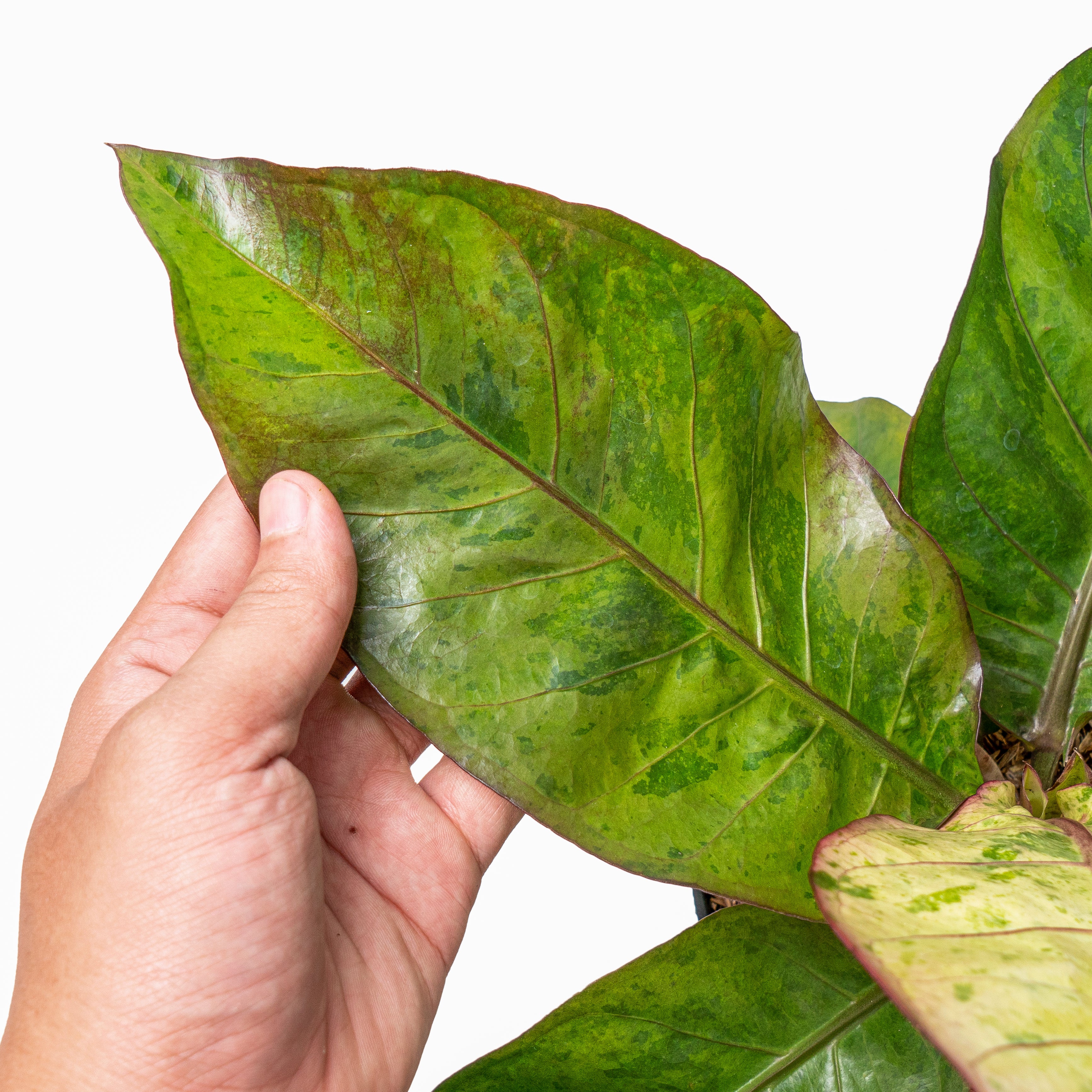Anthurium hookeri variegated