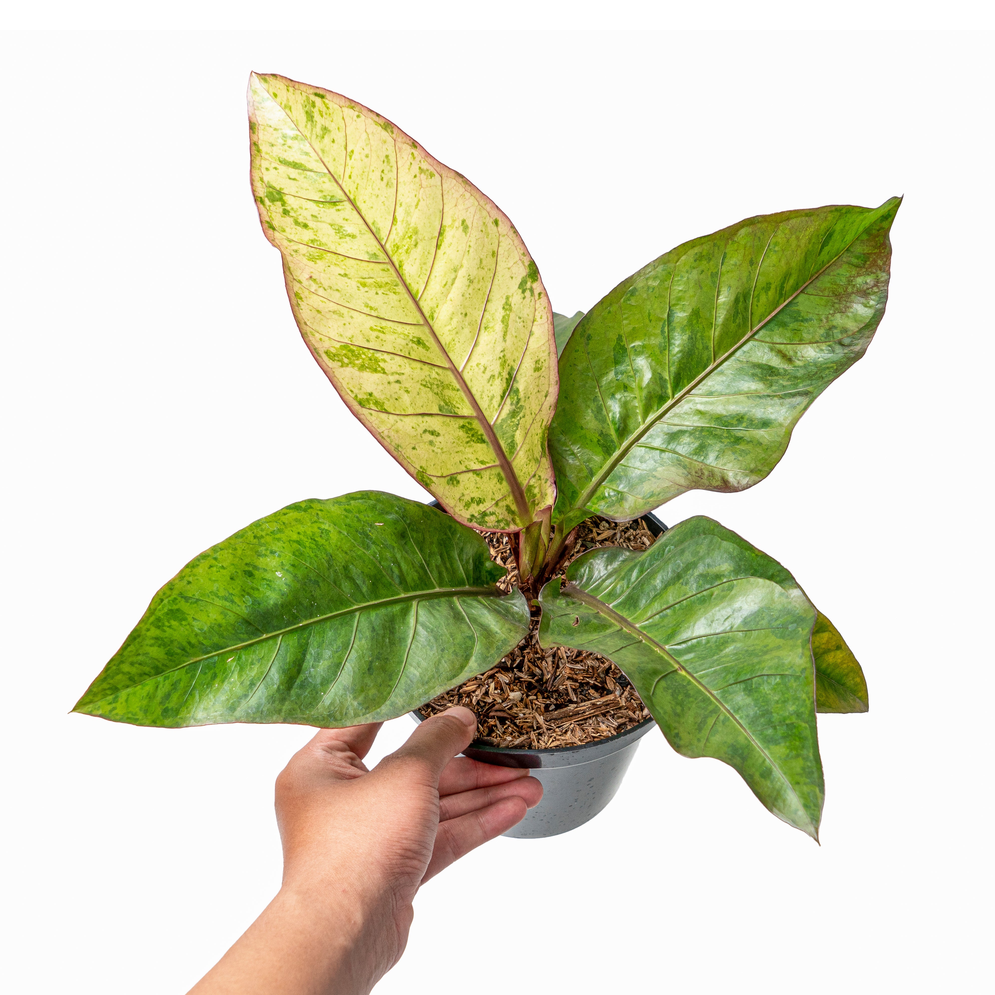 Anthurium hookeri variegated