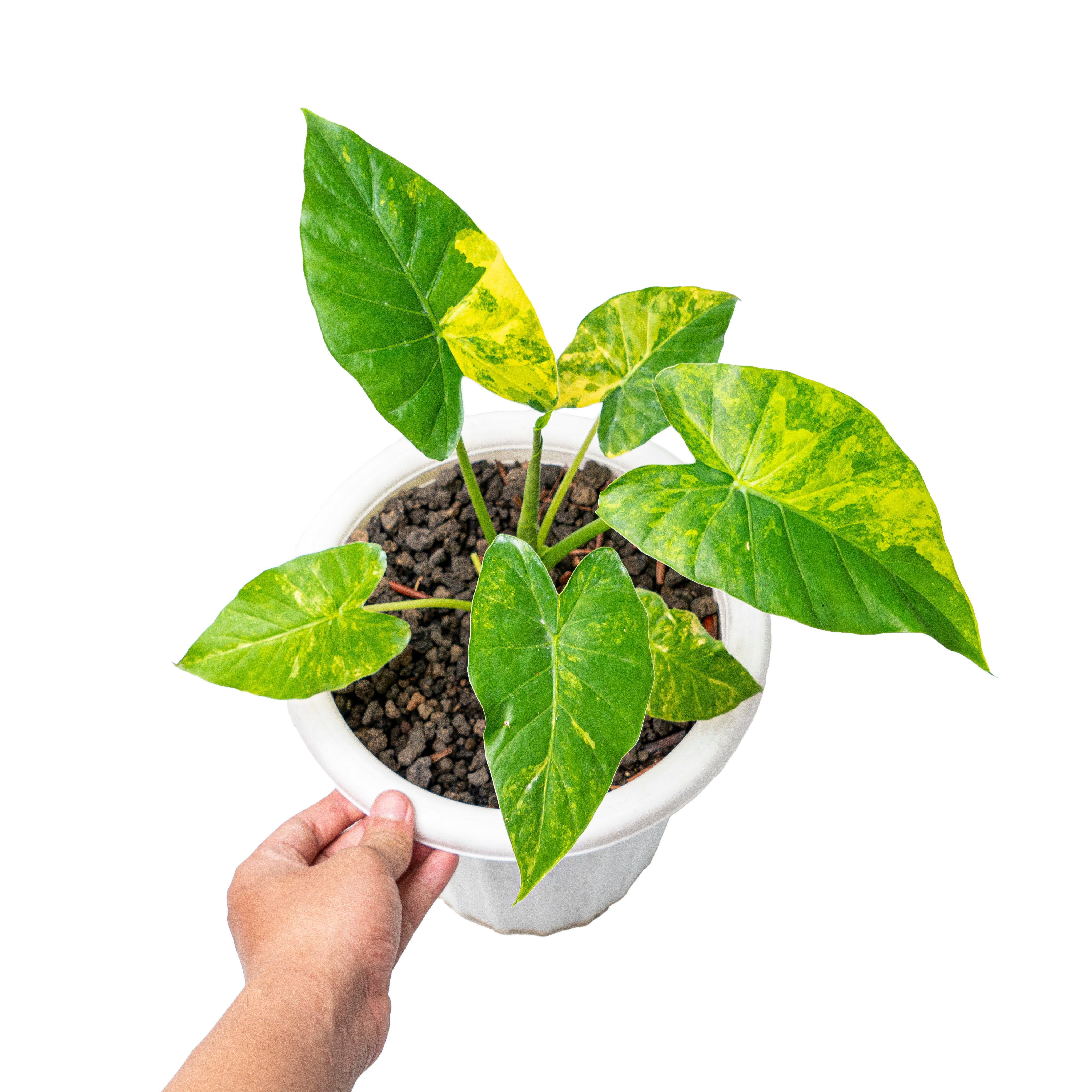 Alocasia gageana aurea variegated - Mature size