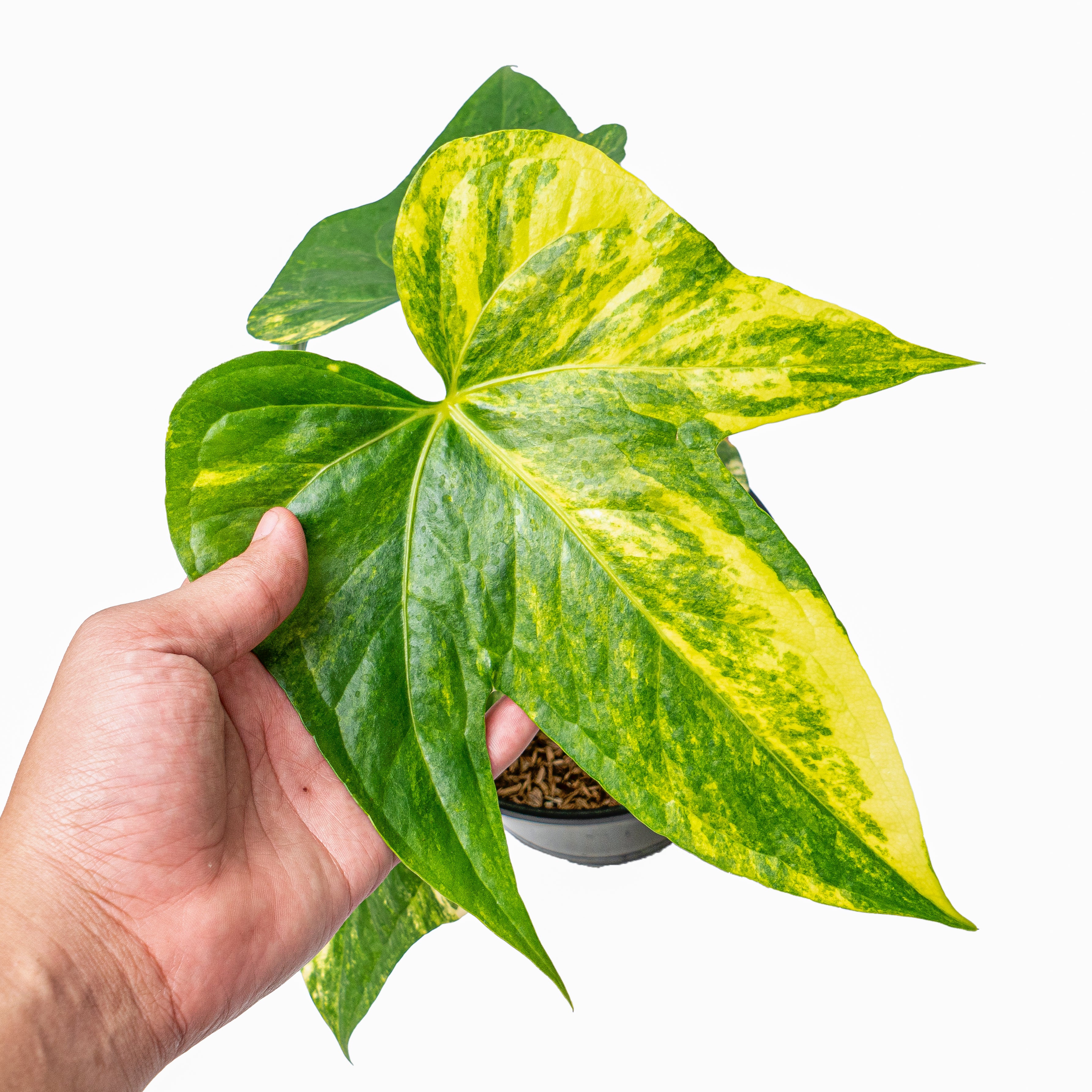 Anthurium pedatoradiatum aurea variegated