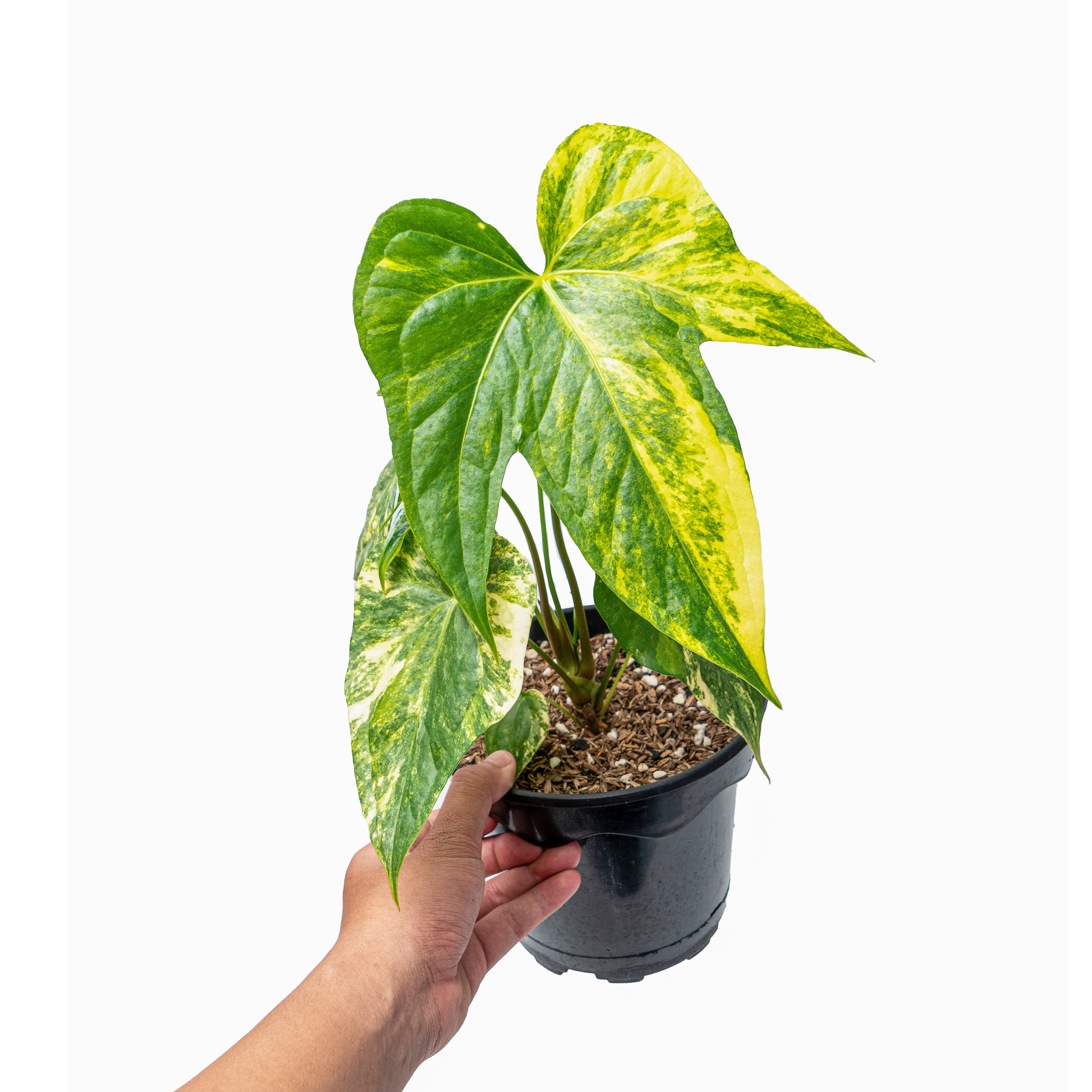 Anthurium pedatoradiatum aurea variegated