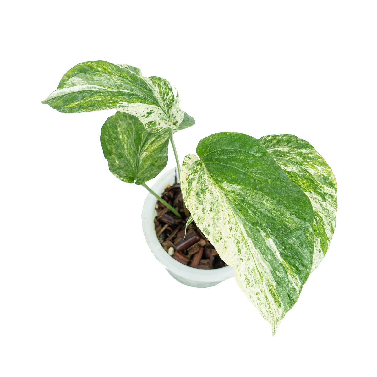Indonesian Endemic Pack