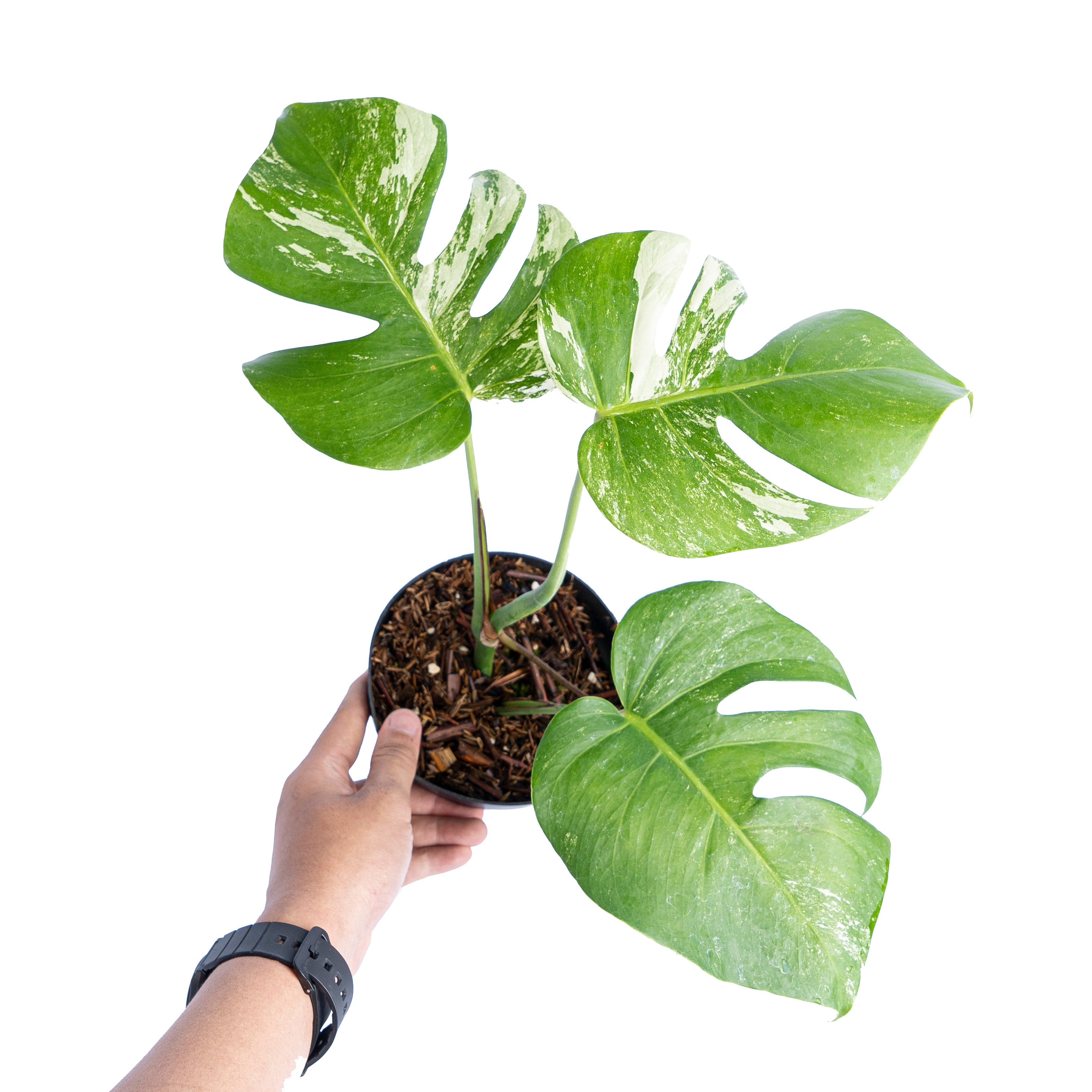 Monstera Albo Variegated