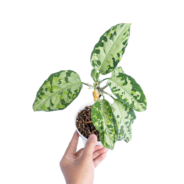 Aglaonema pictum tricolor cream – Aroid Market