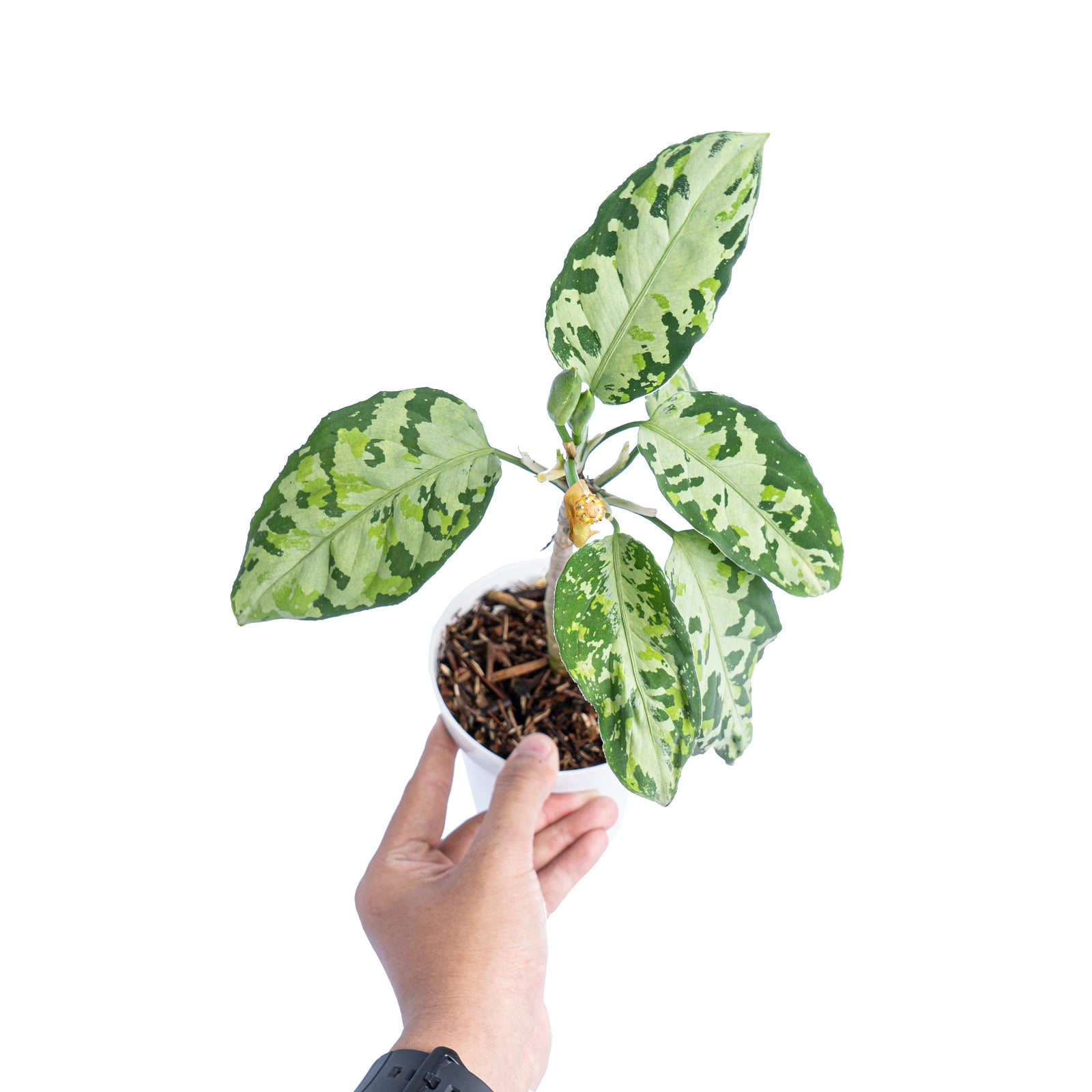 Aglaonema pictum tricolorANDAMAN（アグラオネマ） Aglaonema Picta Tricolor — Excelsa Gardens