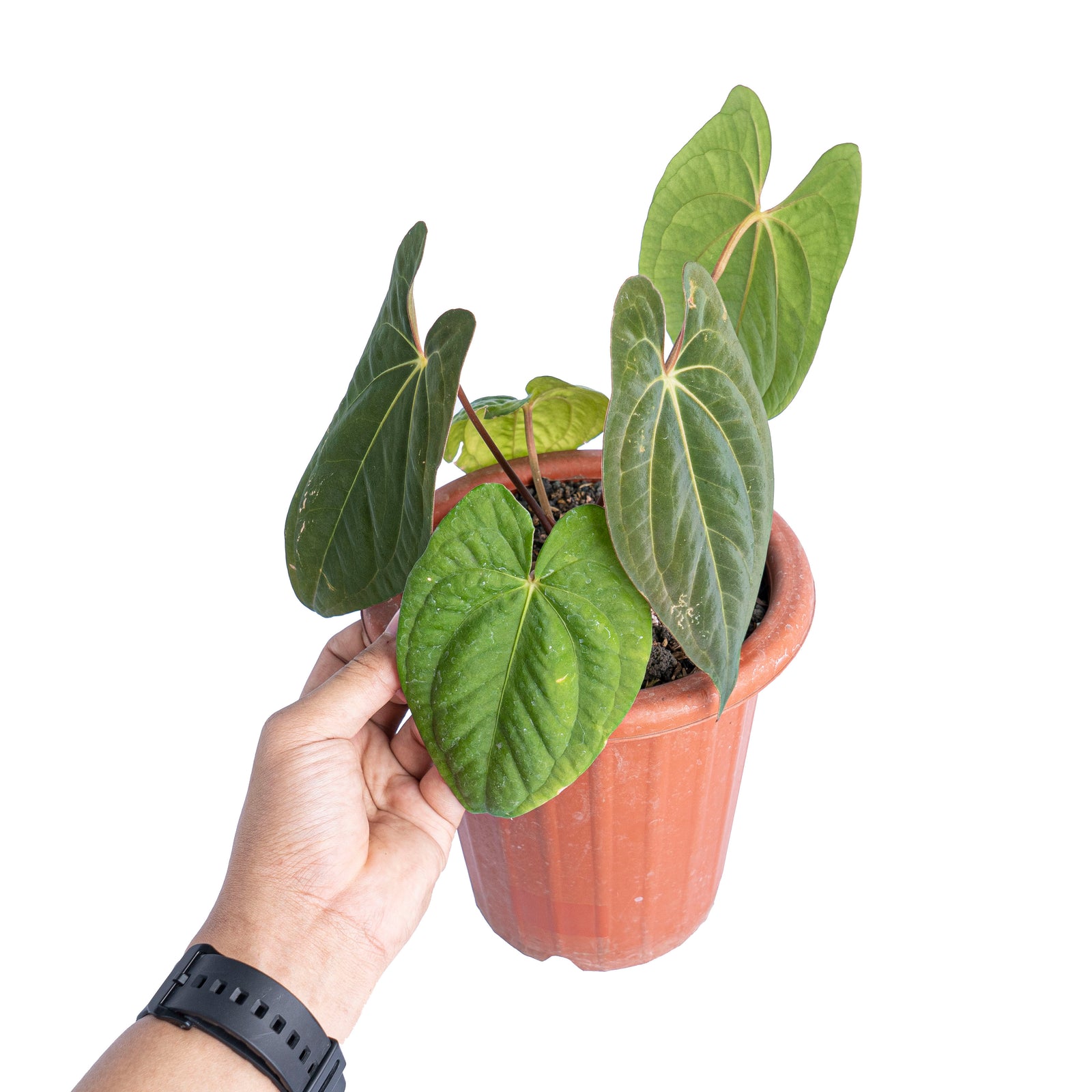 Anthurium dark phoenix – Aroid Market