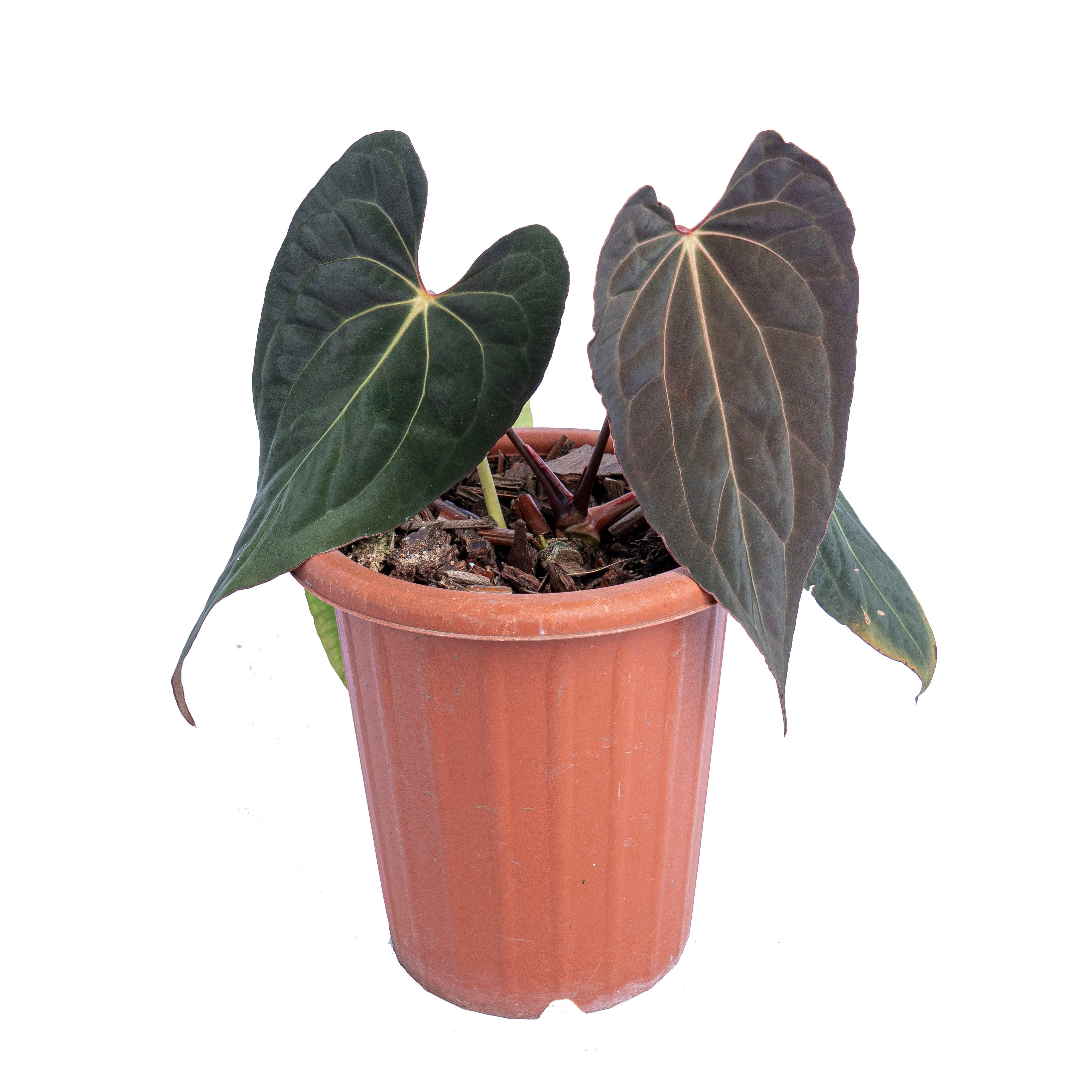 Anthurium papillilaminum x one