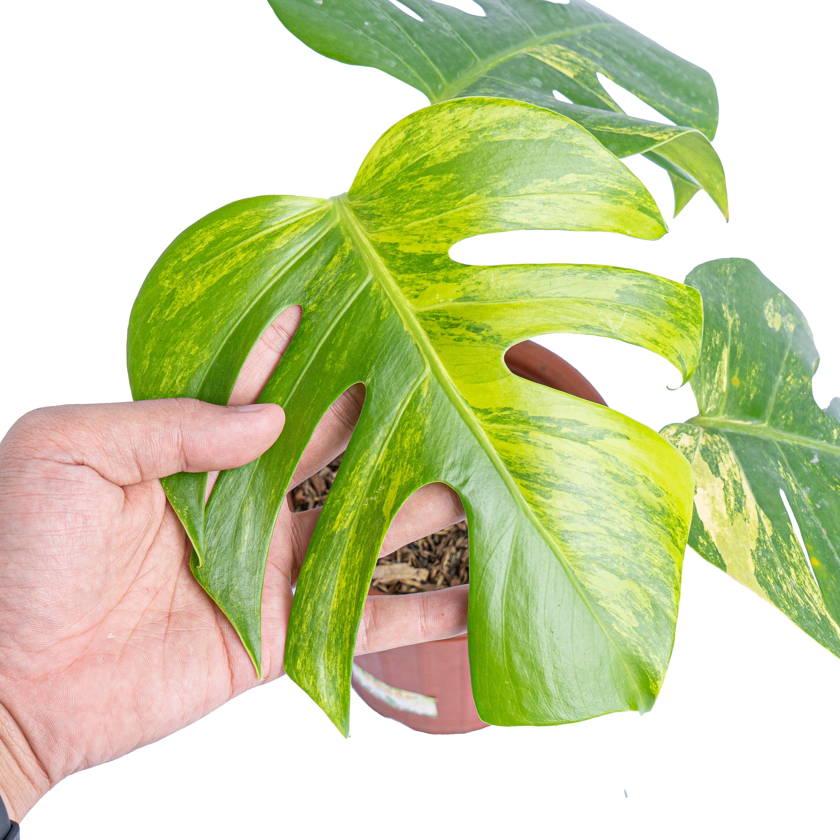 Monstera Aurea Variegated - Marmorata