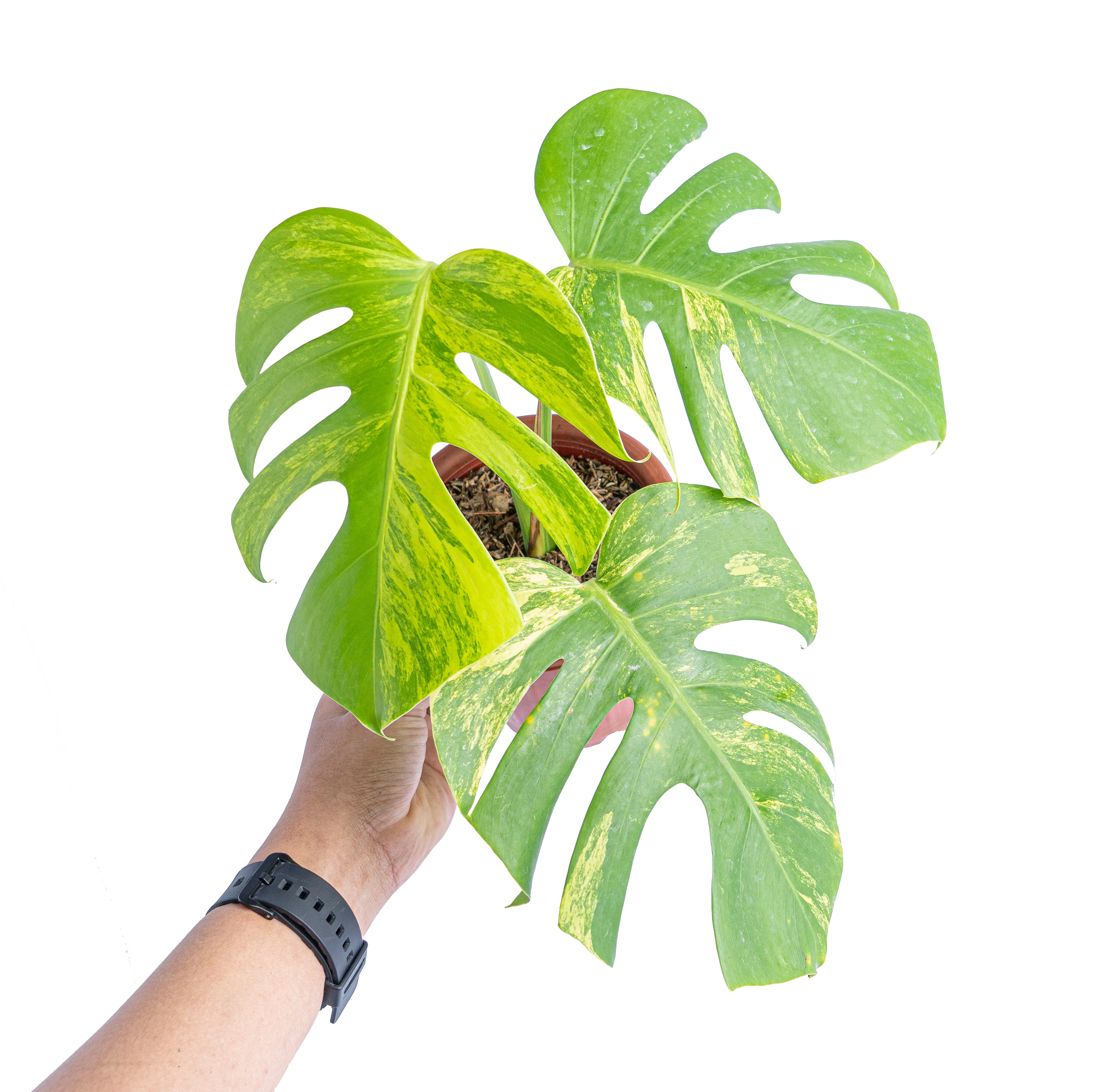 Monstera Aurea Variegated - Marmorata