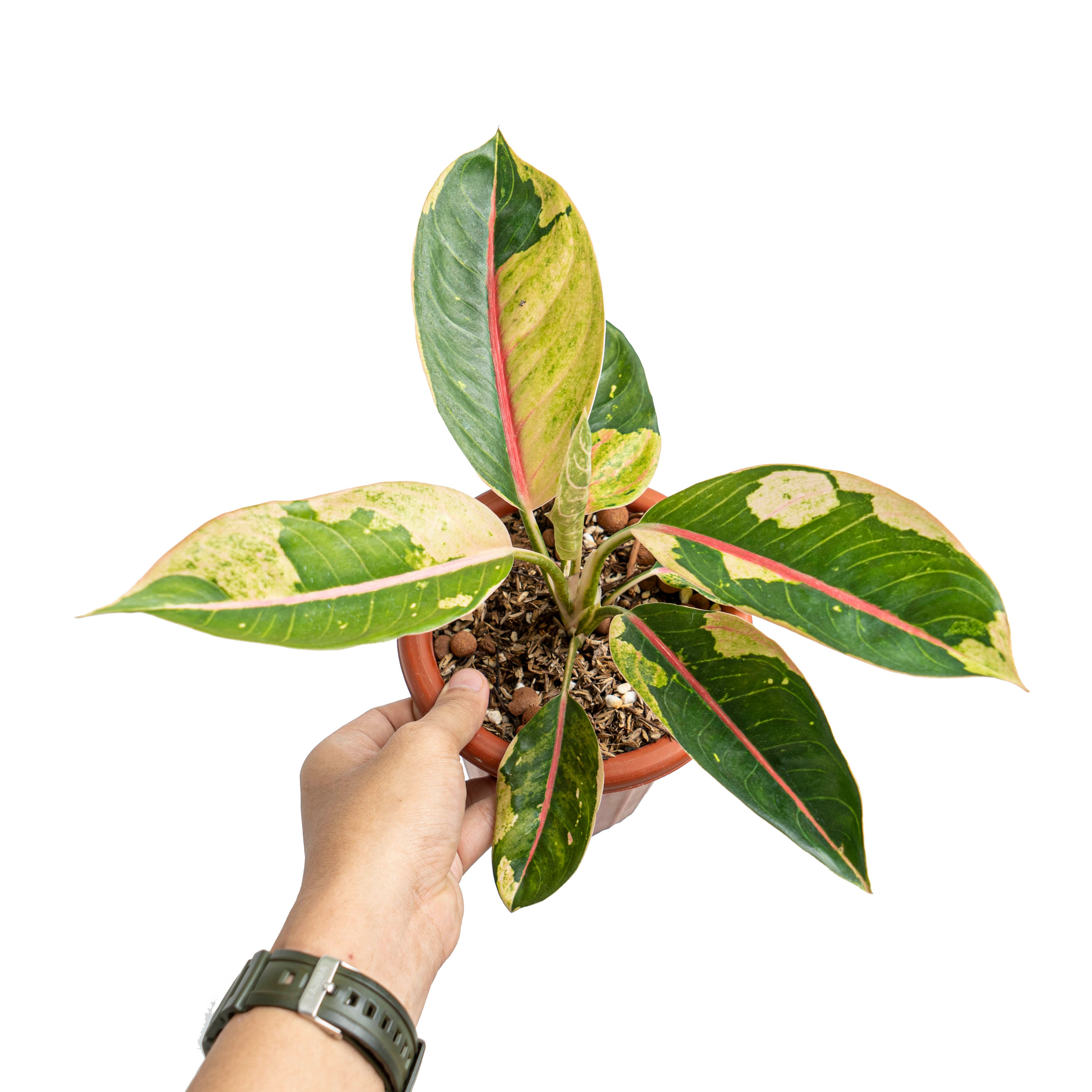 Aglaonema donacarmen Santi variegated