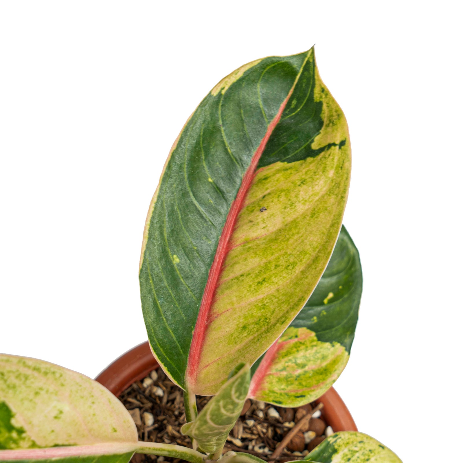 MBさんスーパーダーク系ブランド株　Aglaonema Aglaonema donacarmen santi variegated – Aroid Market
