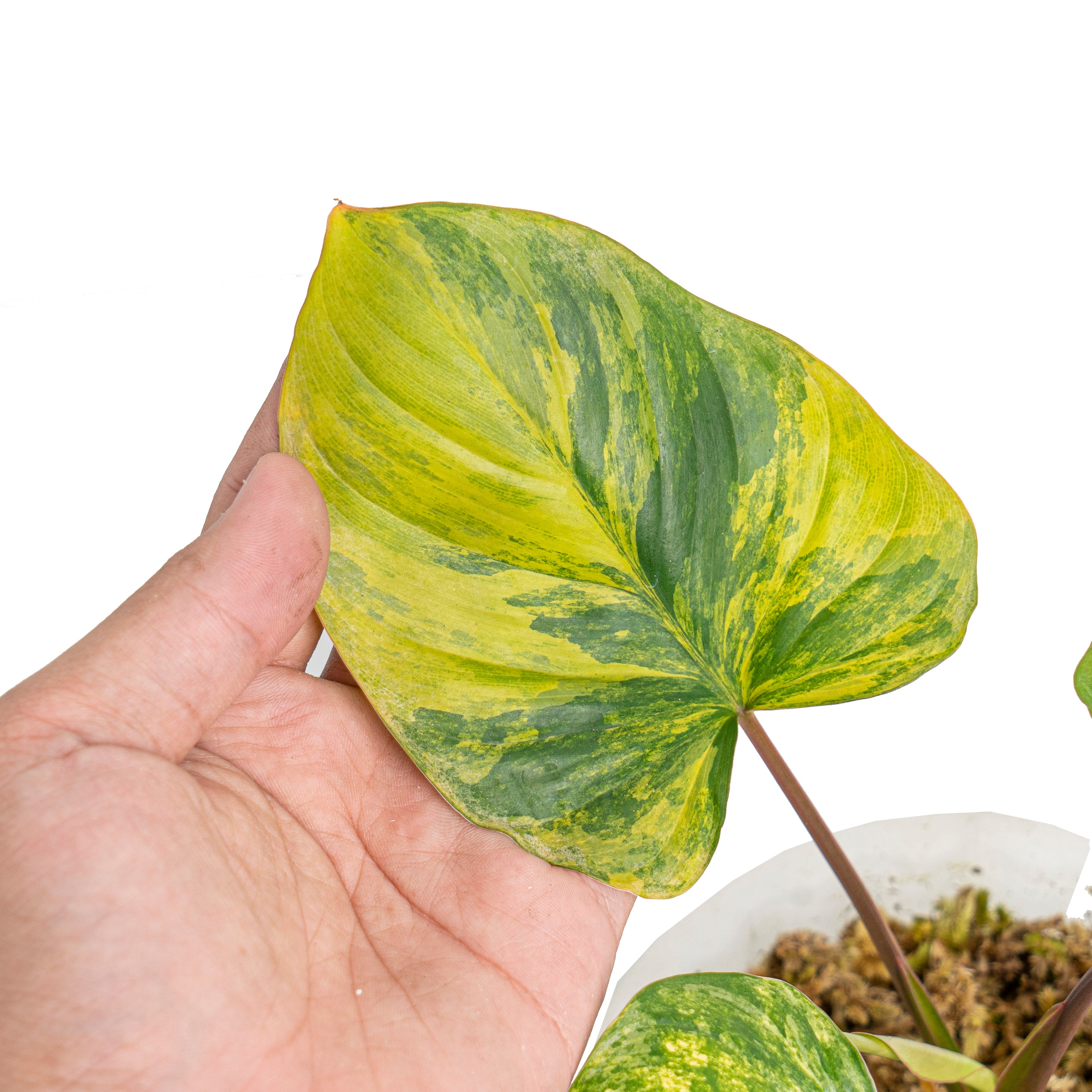 homalomena rubescens variegated