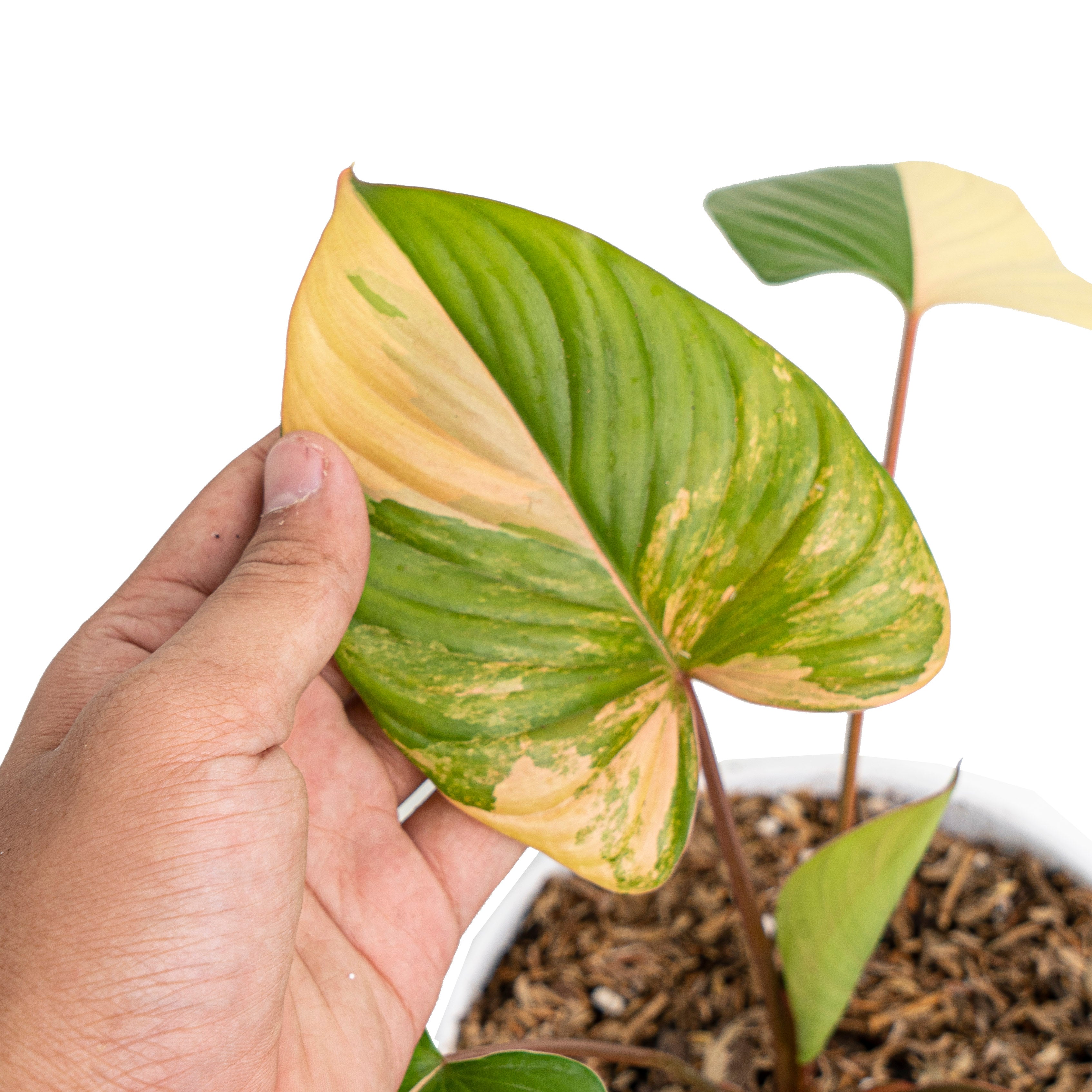 Homalomena rubescens variegated pink