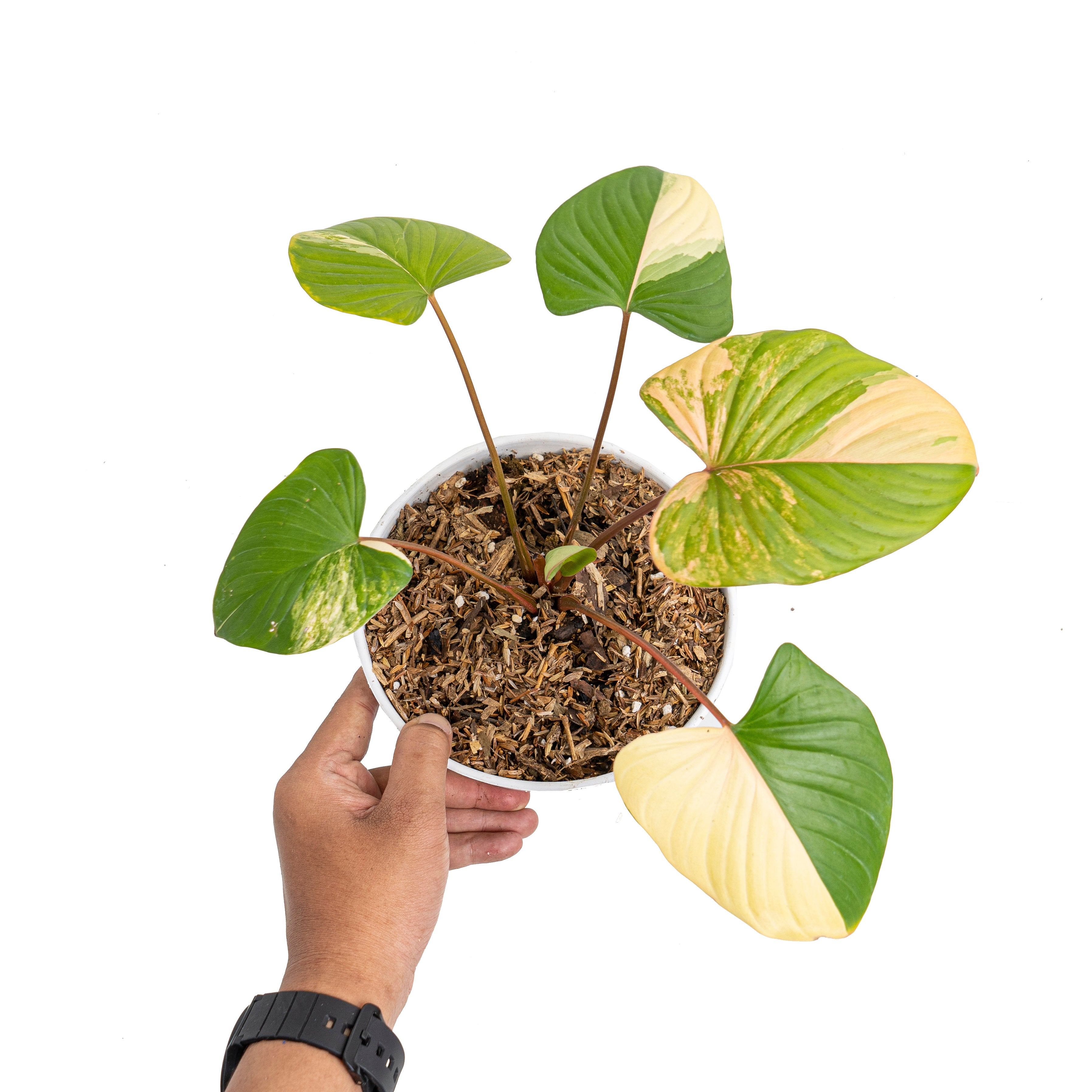 Homalomena rubescens variegated pink