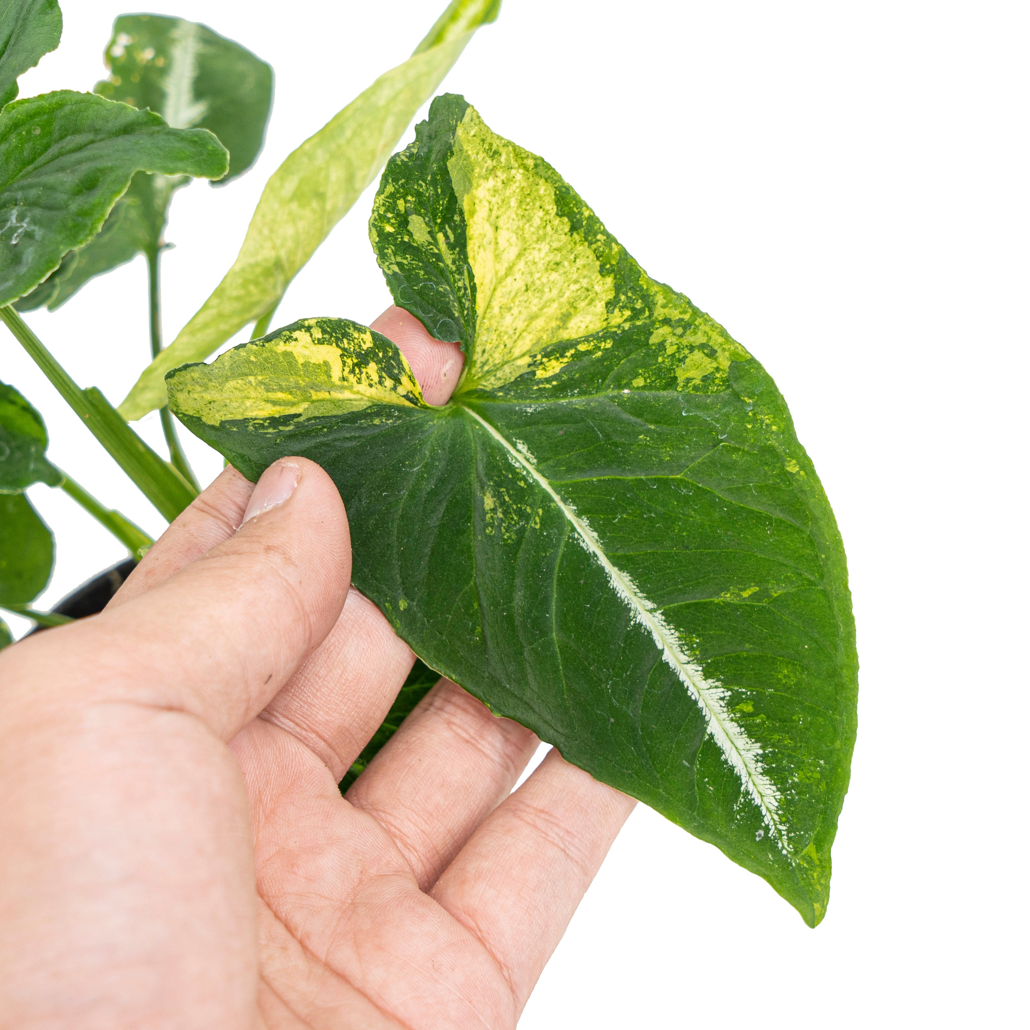 Syngonium scrambled eggs
