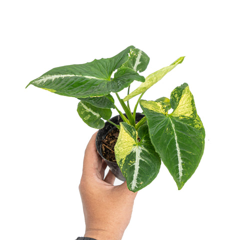 Syngonium scrambled eggs - Thumbnail 2