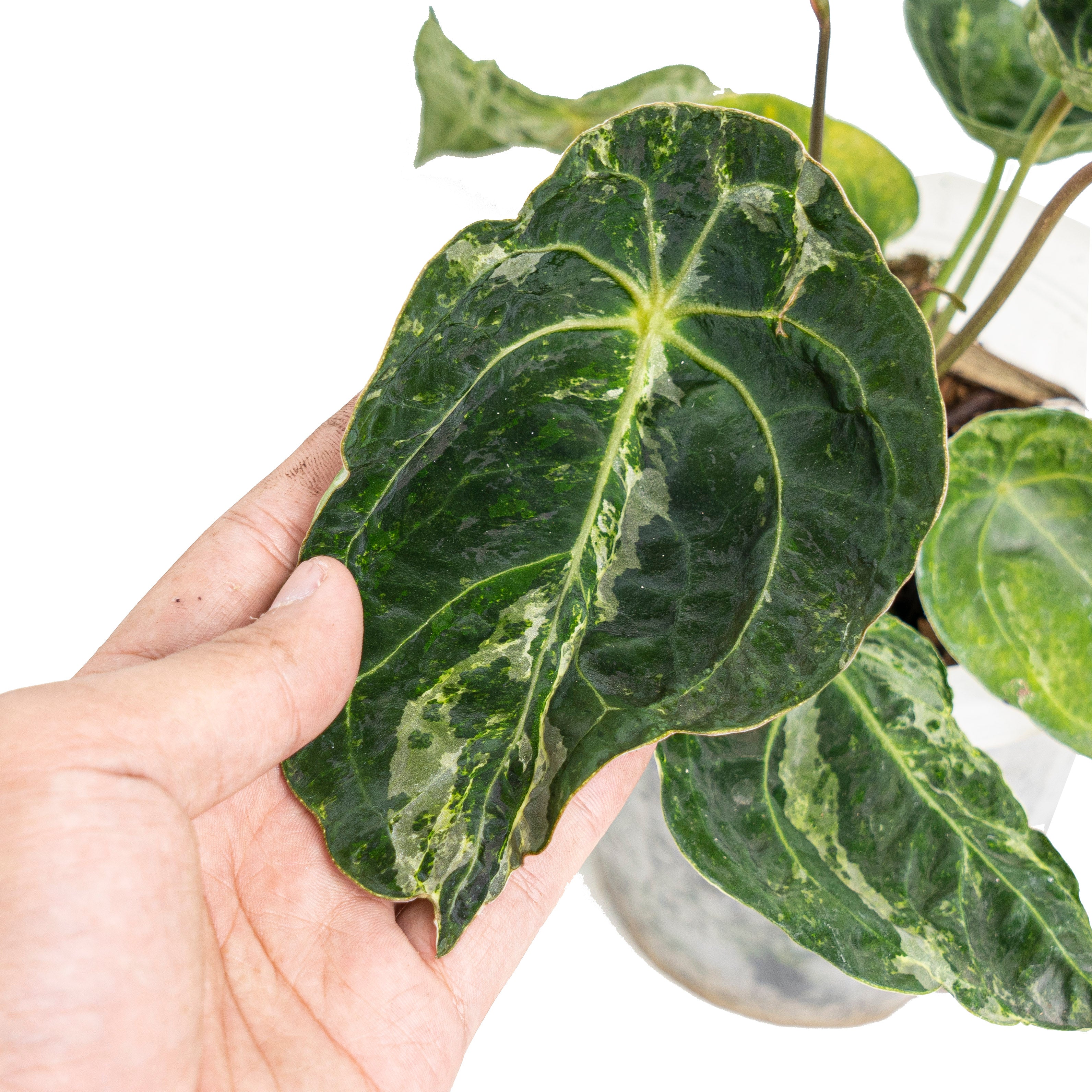 Anthurium forgetii variegated