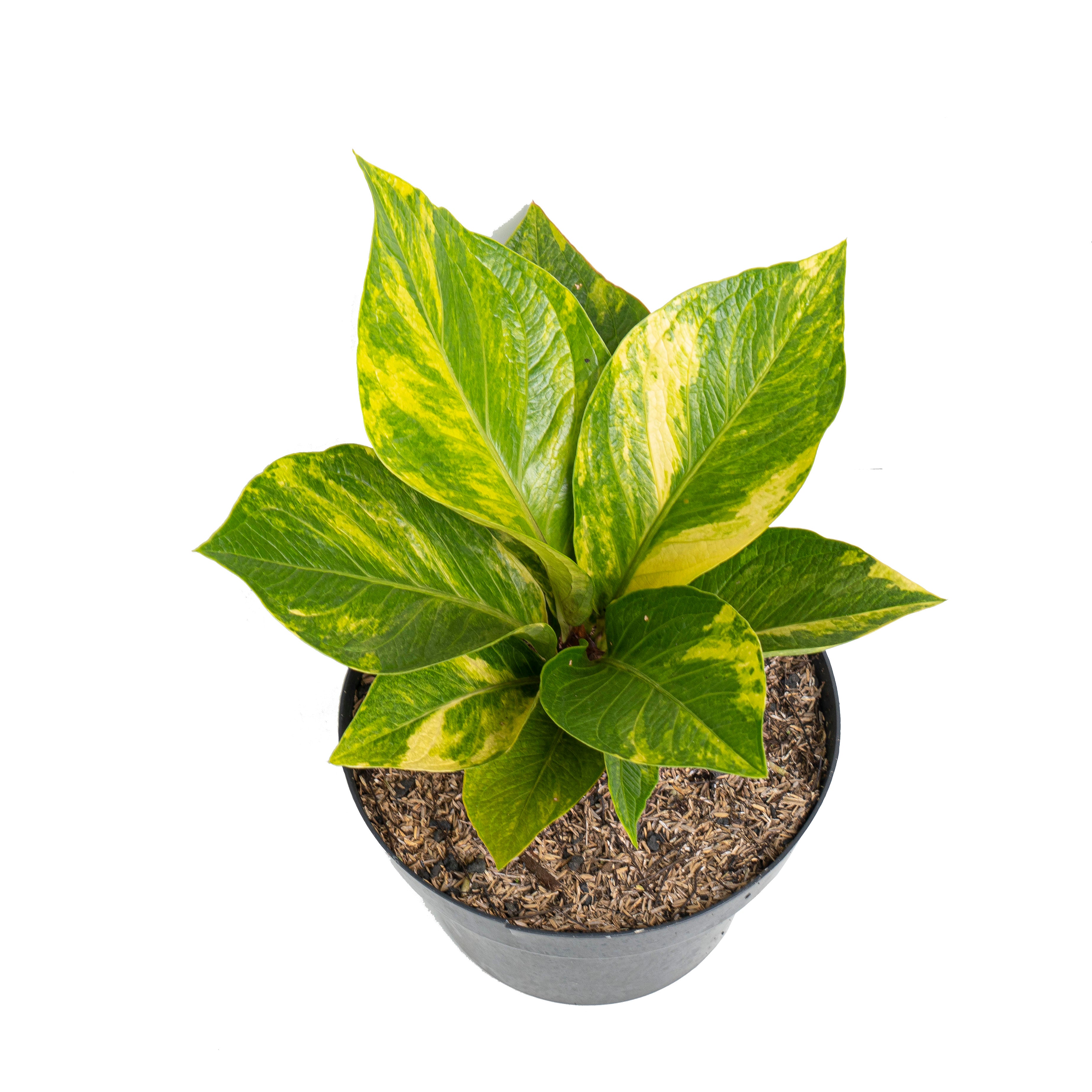 Anthurium jenmanii cobra batik variegated - Mature size