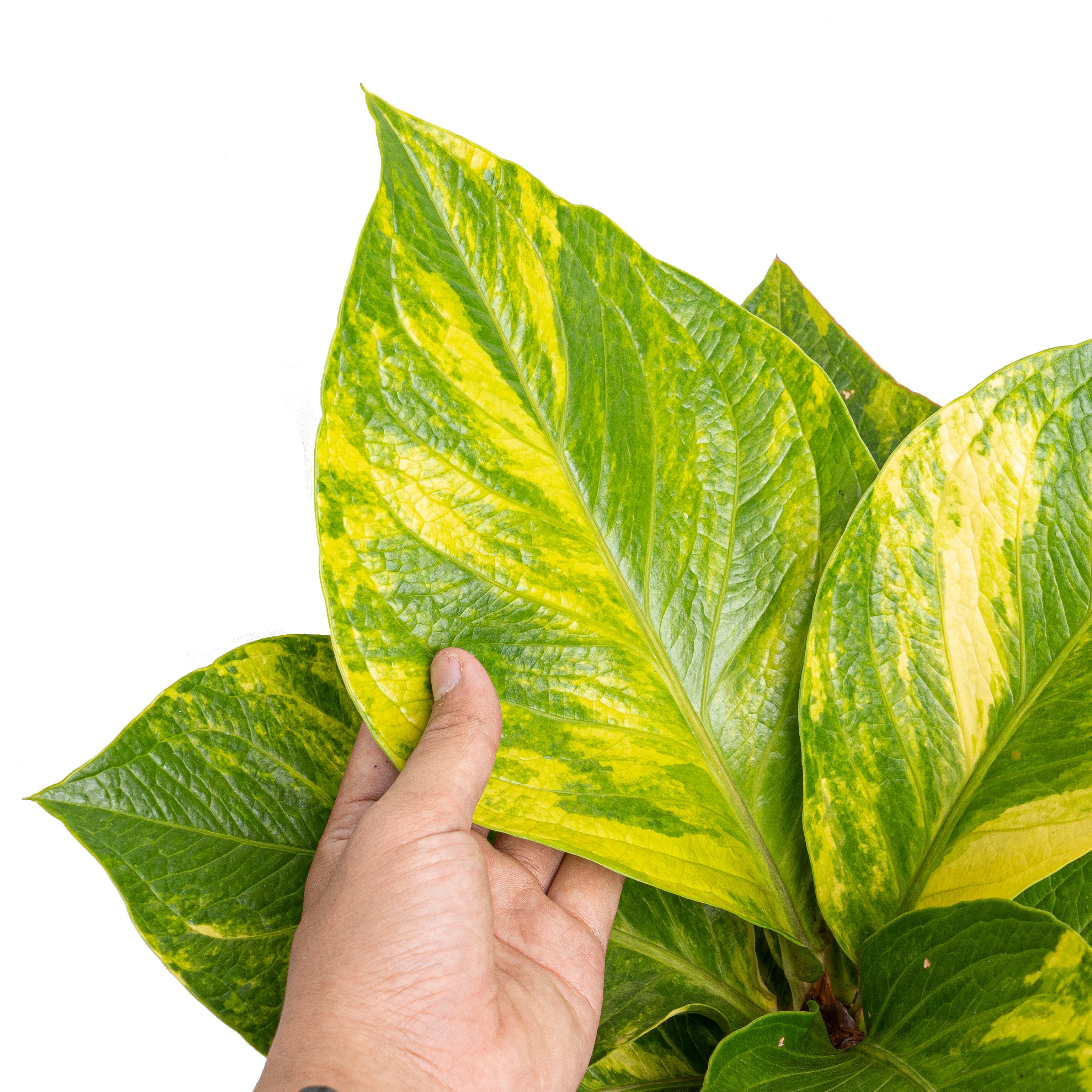 Anthurium jenmanii cobra batik variegated - Mature size