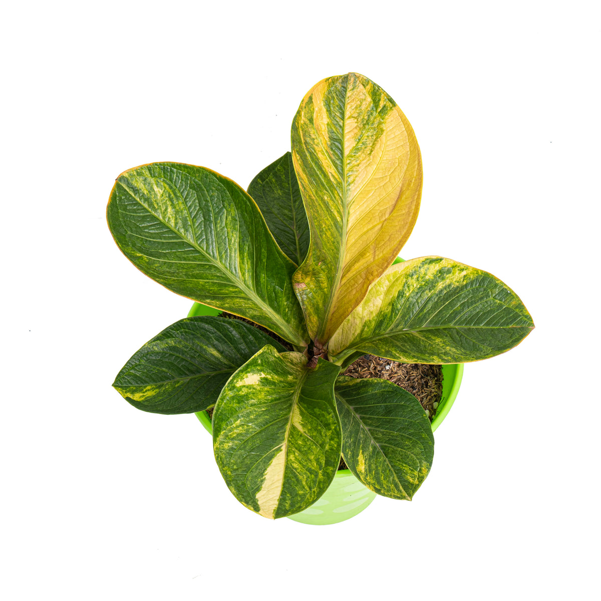 Anthurium jenmanii bowl variegated