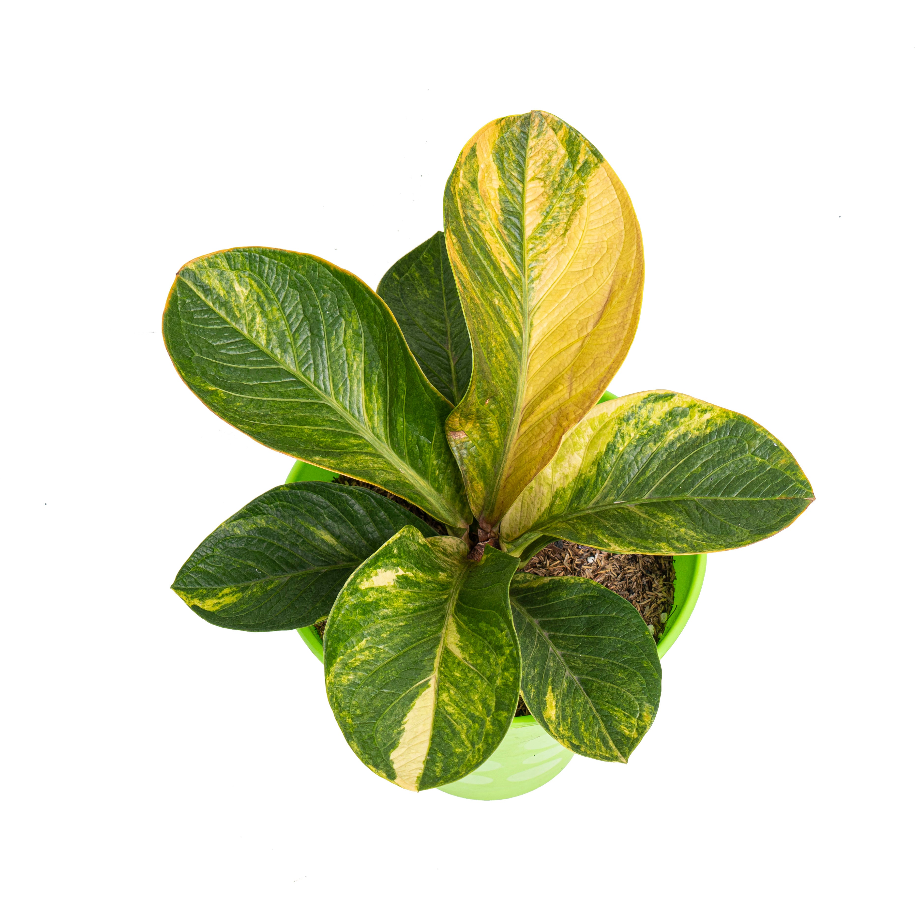 Anthurium jenmanii bowl variegated - Mature size