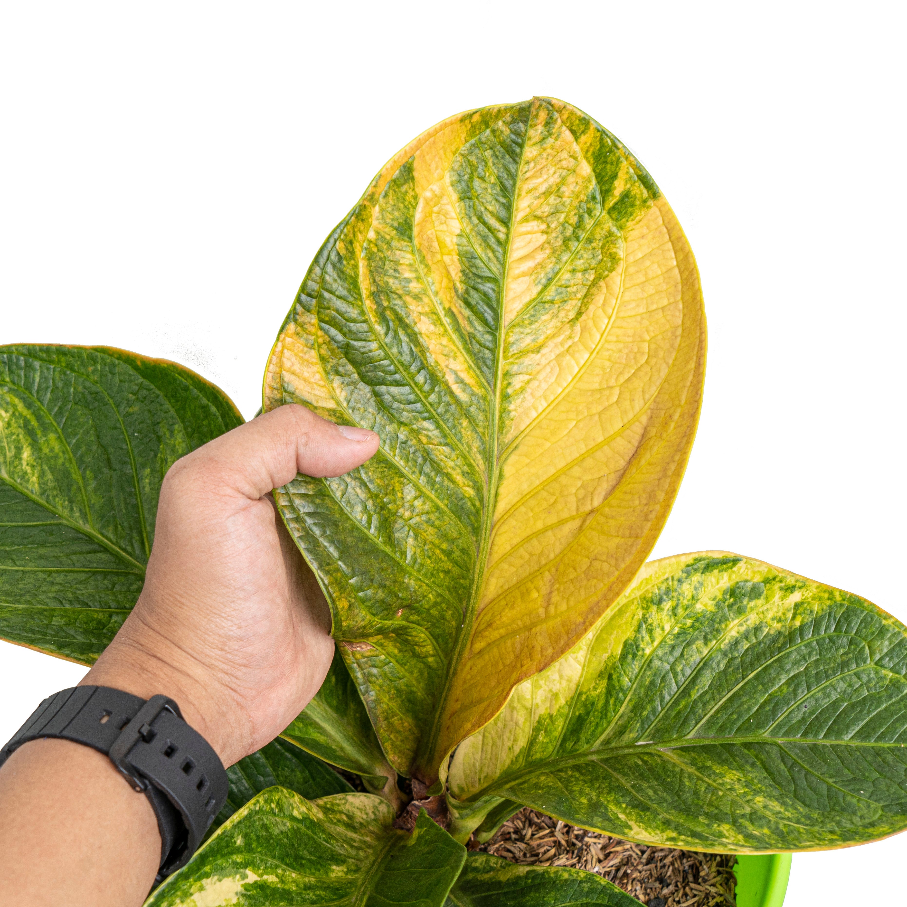 Anthurium jenmanii bowl variegated - Mature size