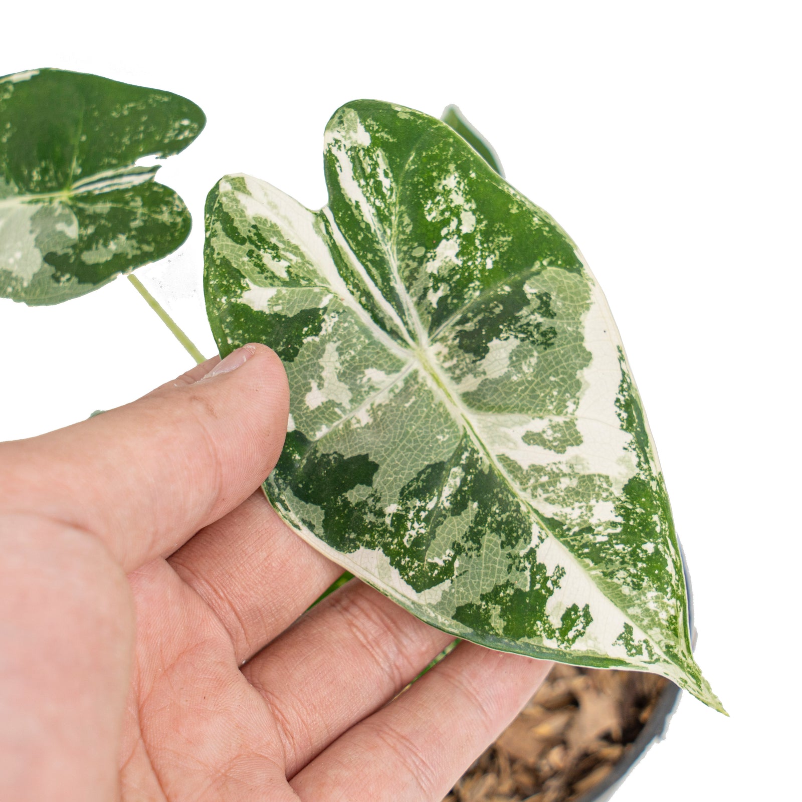 Alocasia Variegated Aurea Frydek chunk/chunk. In 2oz good cup. Us seller