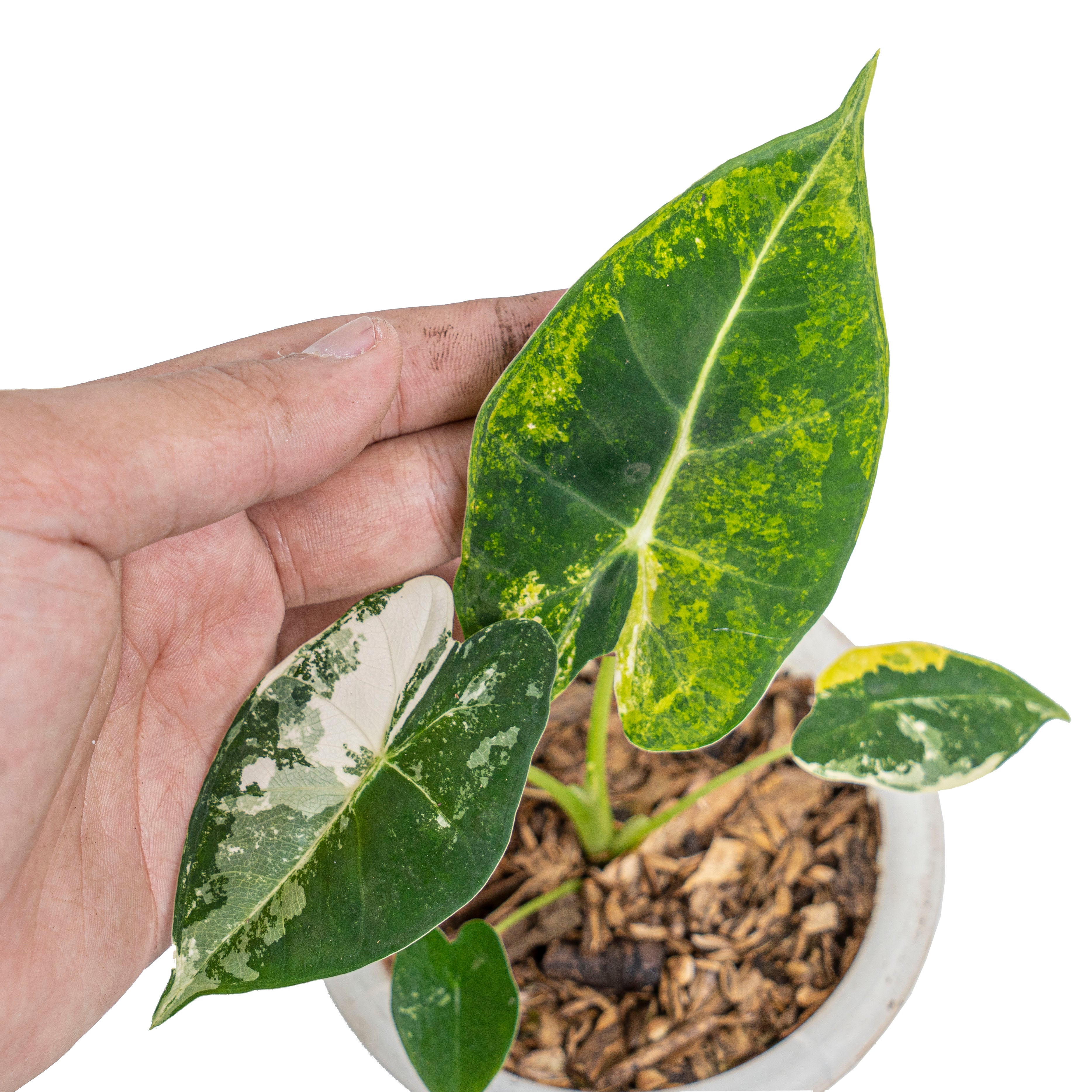 Alocasia frydek bicolor variegated