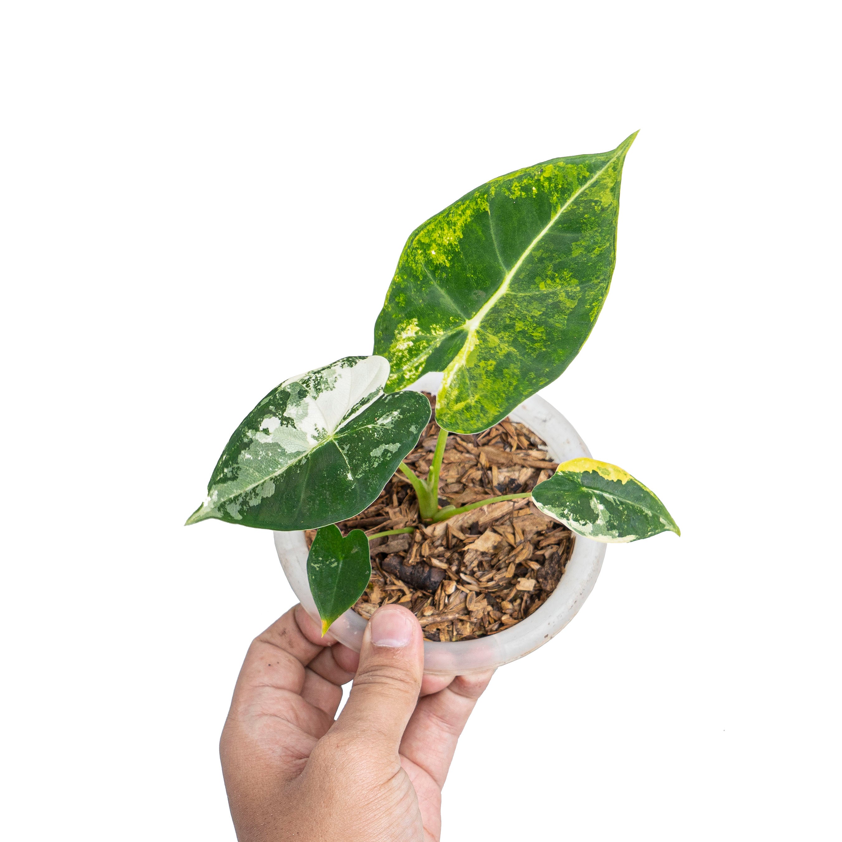 Alocasia frydek bicolor variegated